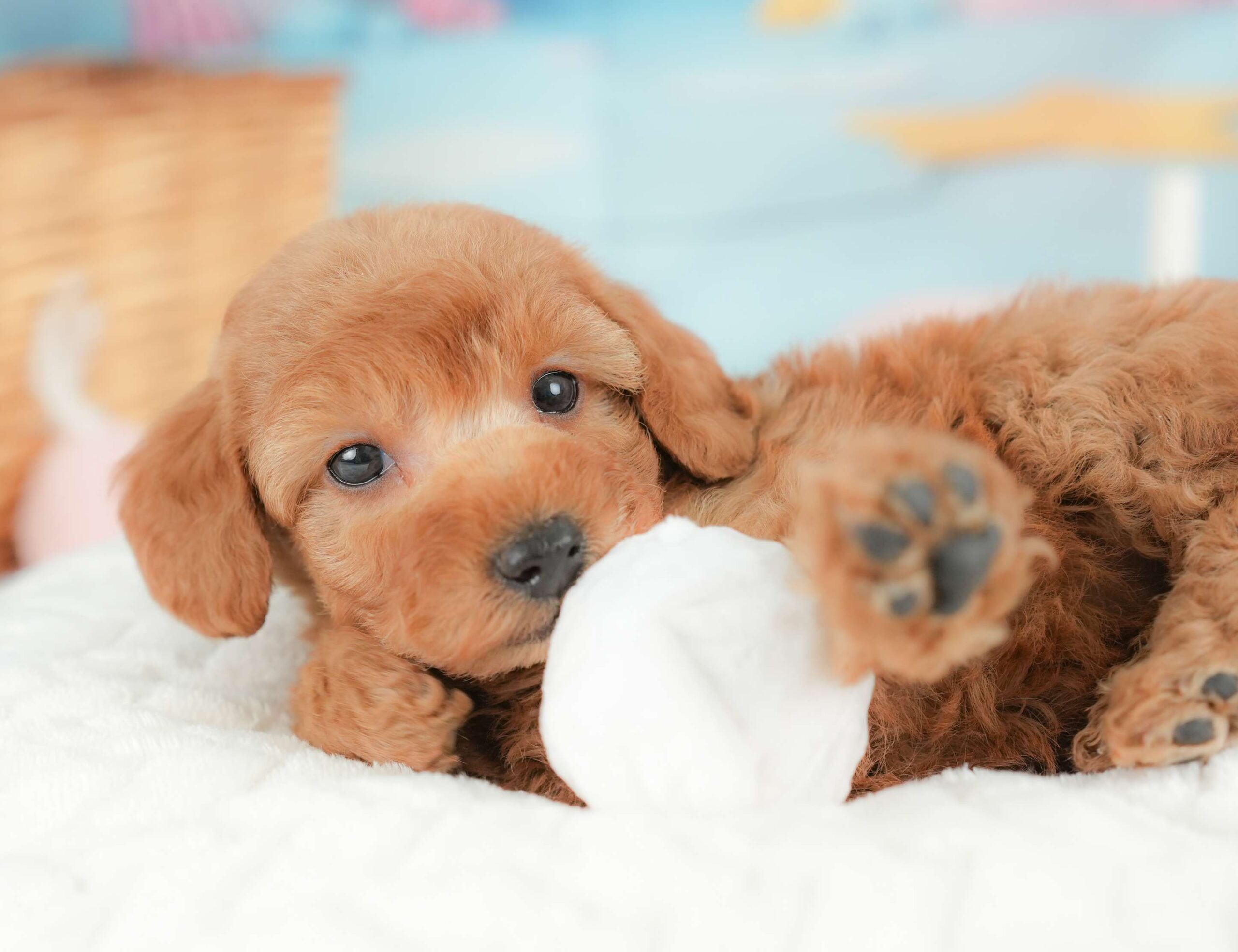 トイ・プードル | 女の子 | レッド | 2025年11月18日