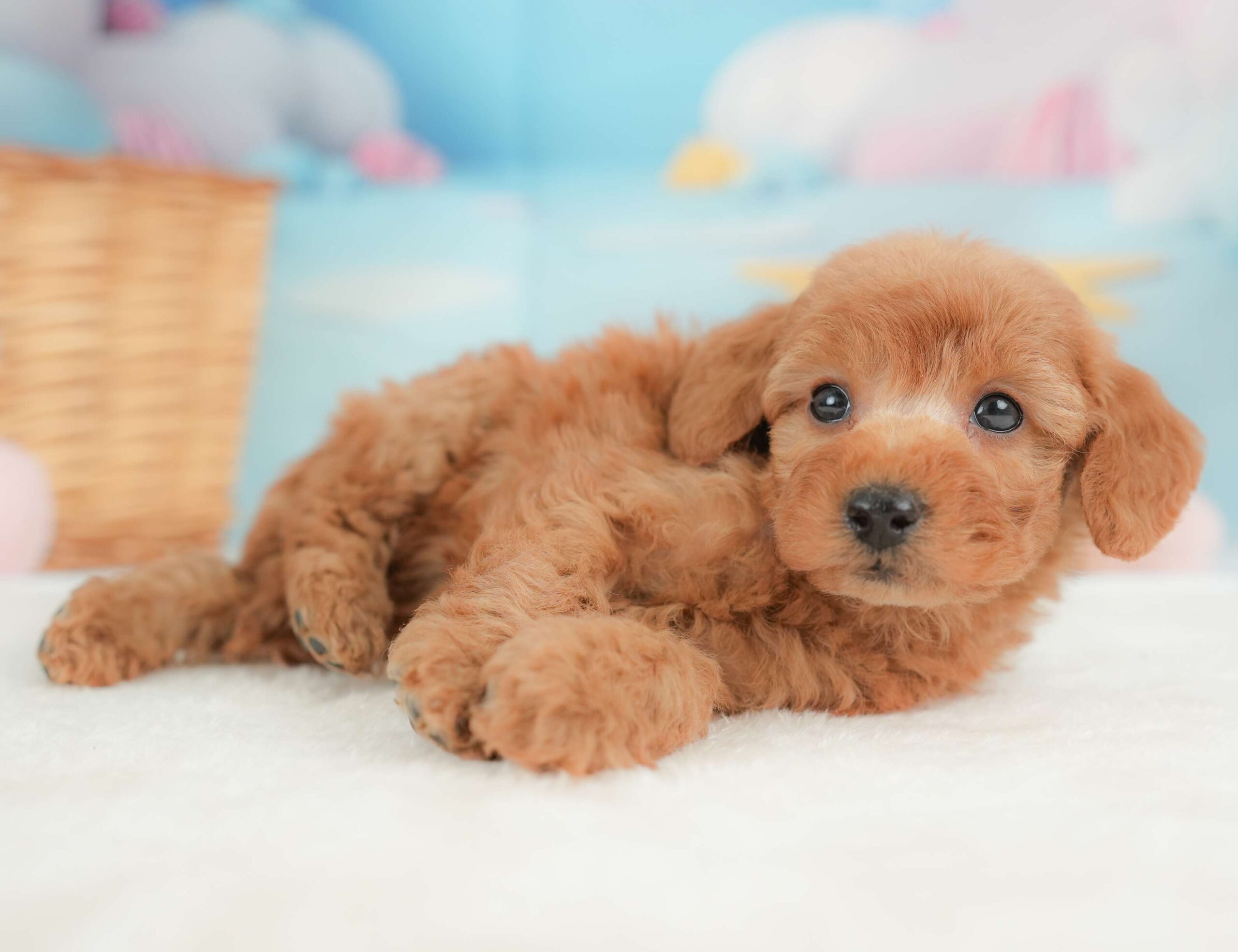 トイ・プードル | 女の子 | レッド | 2025年11月18日