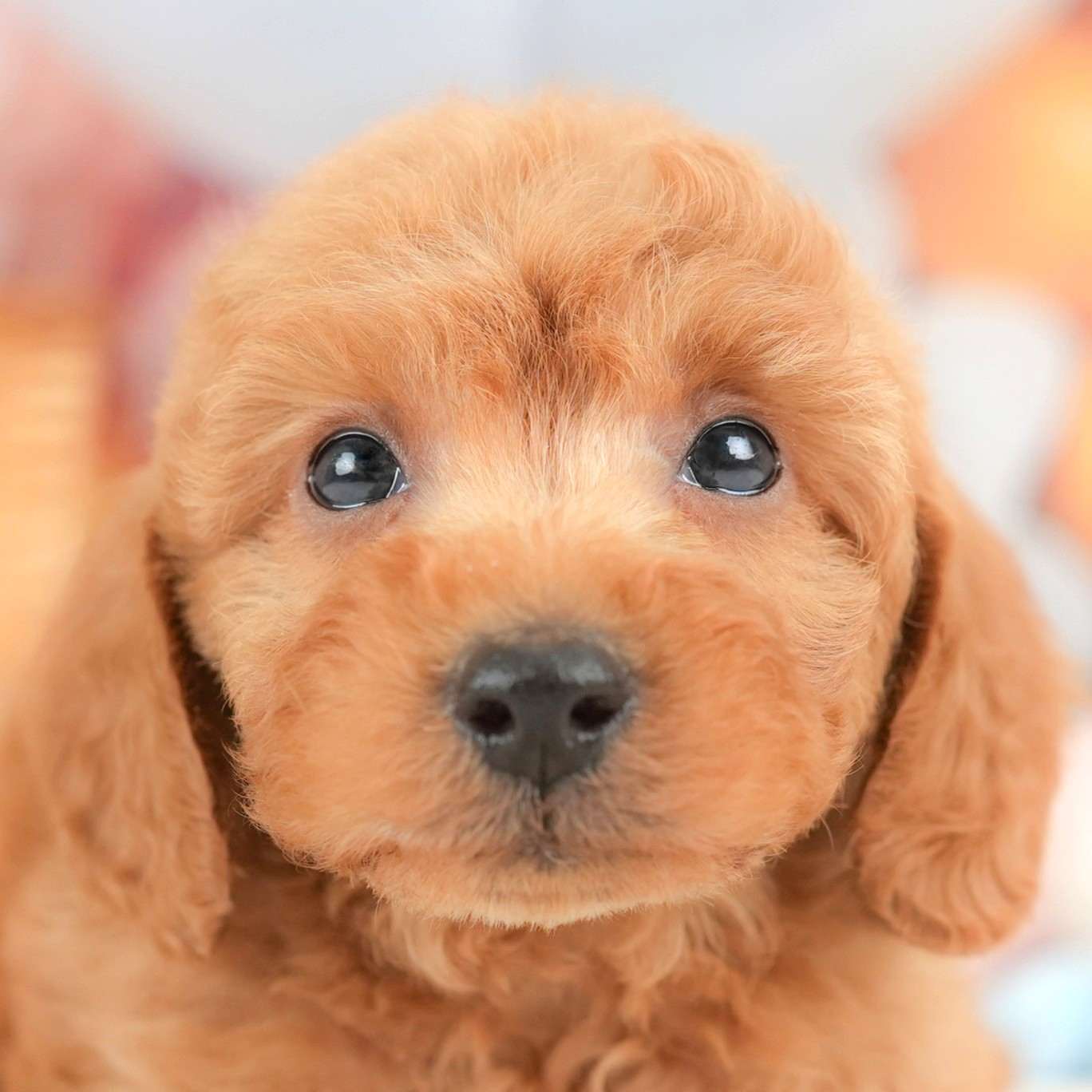 トイ・プードル | 男の子 | レッド | 2025年11月18日