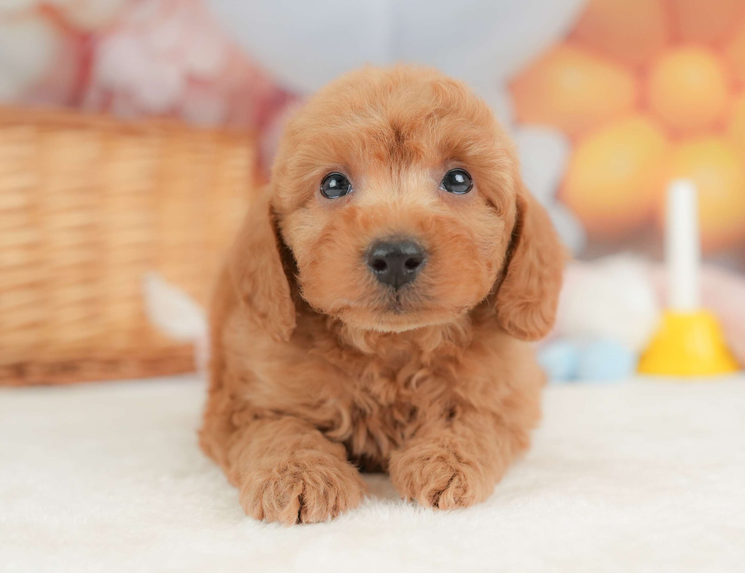 トイ・プードル | 男の子 | レッド | 2025年11月18日