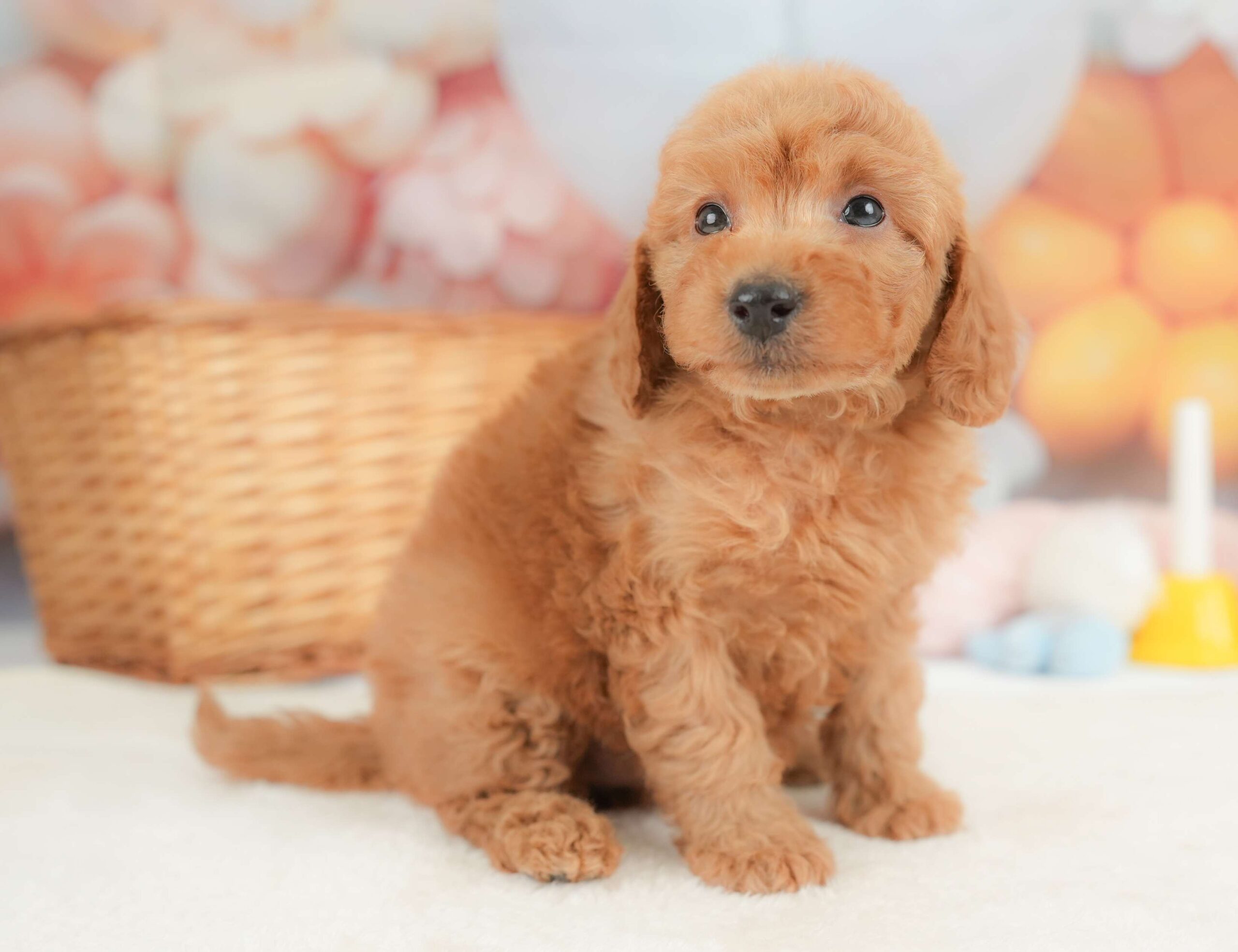 トイ・プードル | 男の子 | レッド | 2025年11月18日