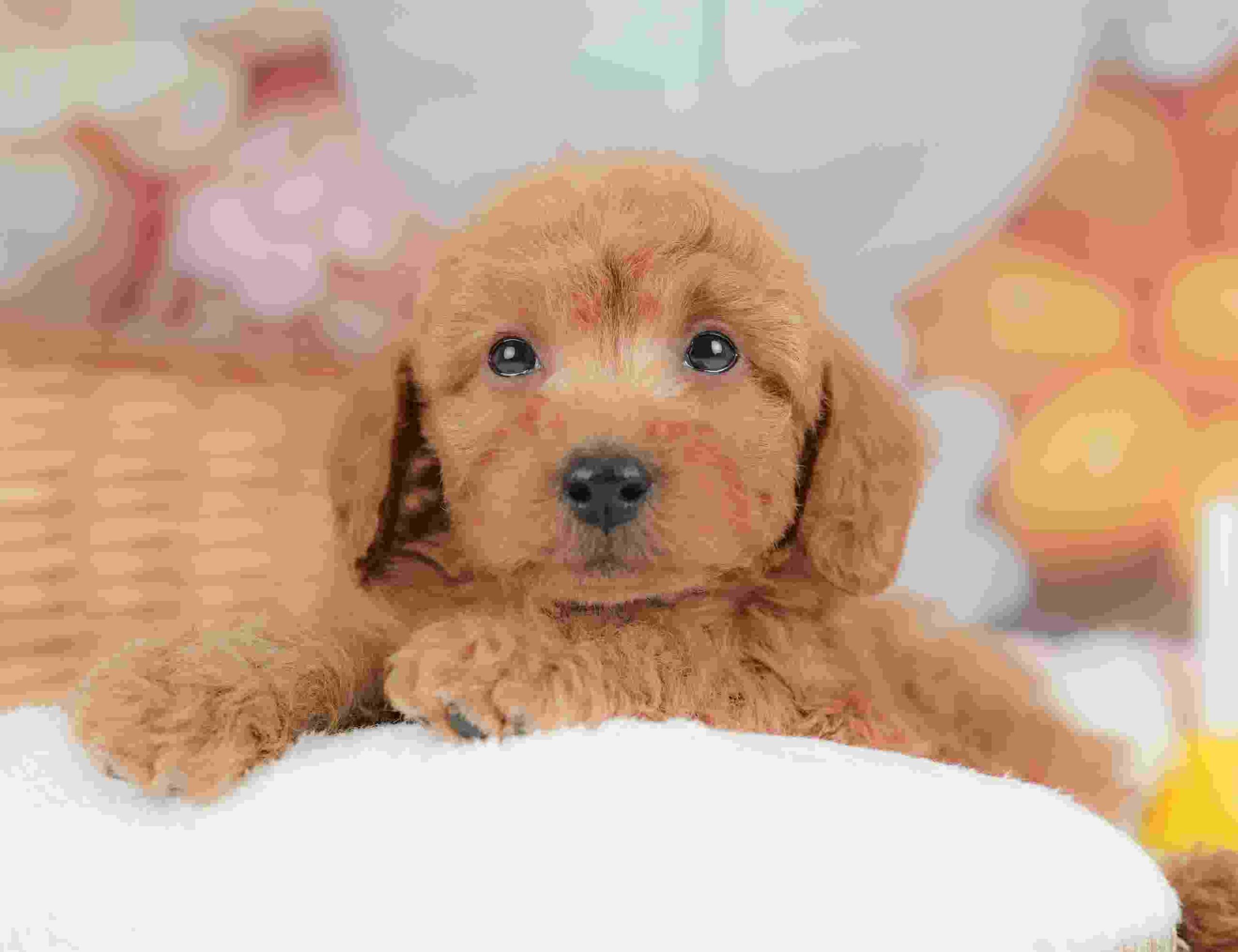 トイ・プードル | 男の子 | レッド | 2025年11月18日