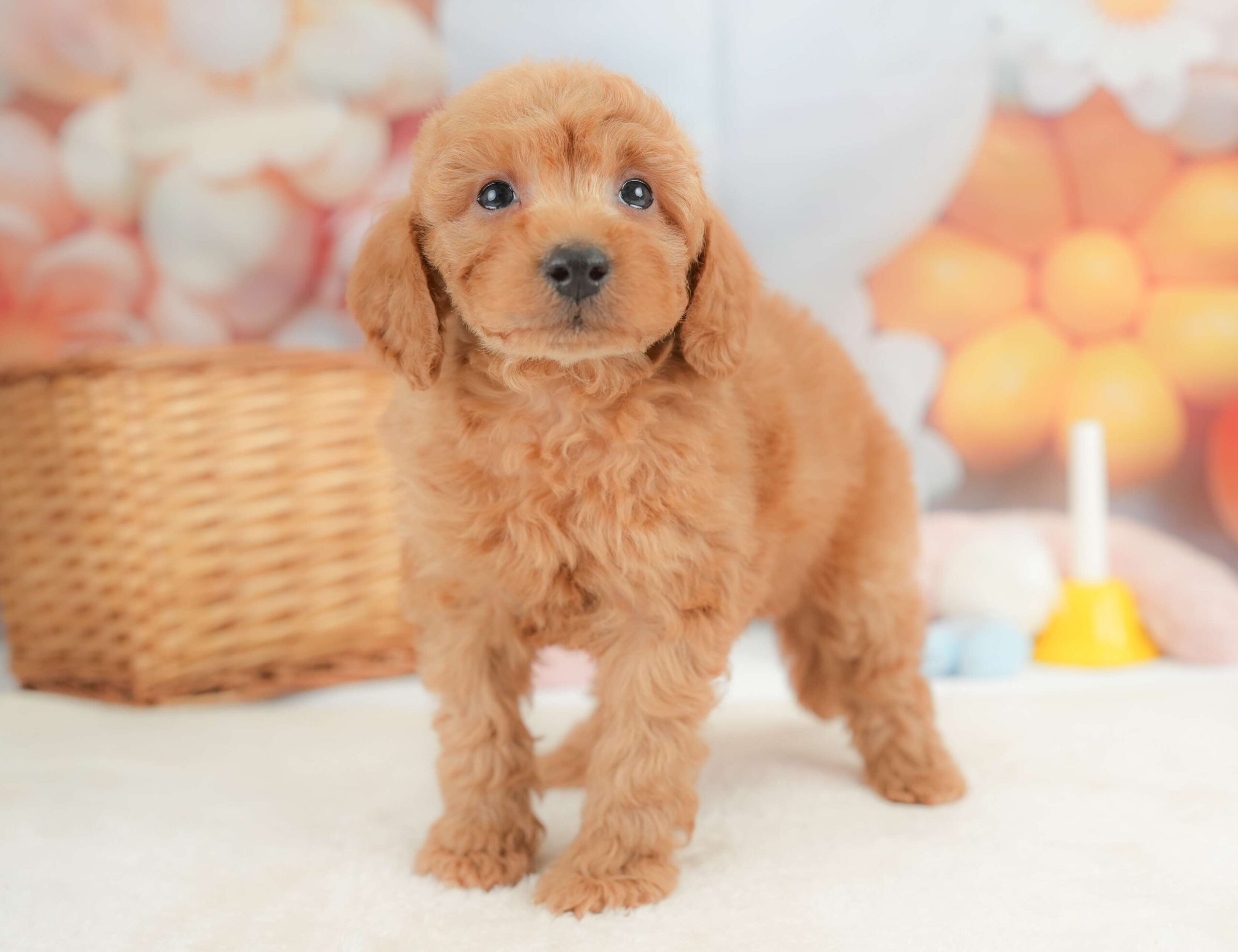 トイ・プードル | 男の子 | レッド | 2025年11月18日