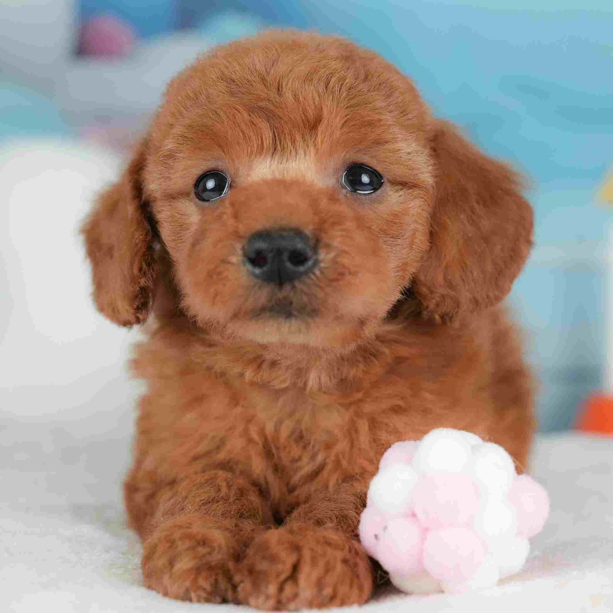 トイ・プードル | 男の子 | レッド | 2025年12月5日