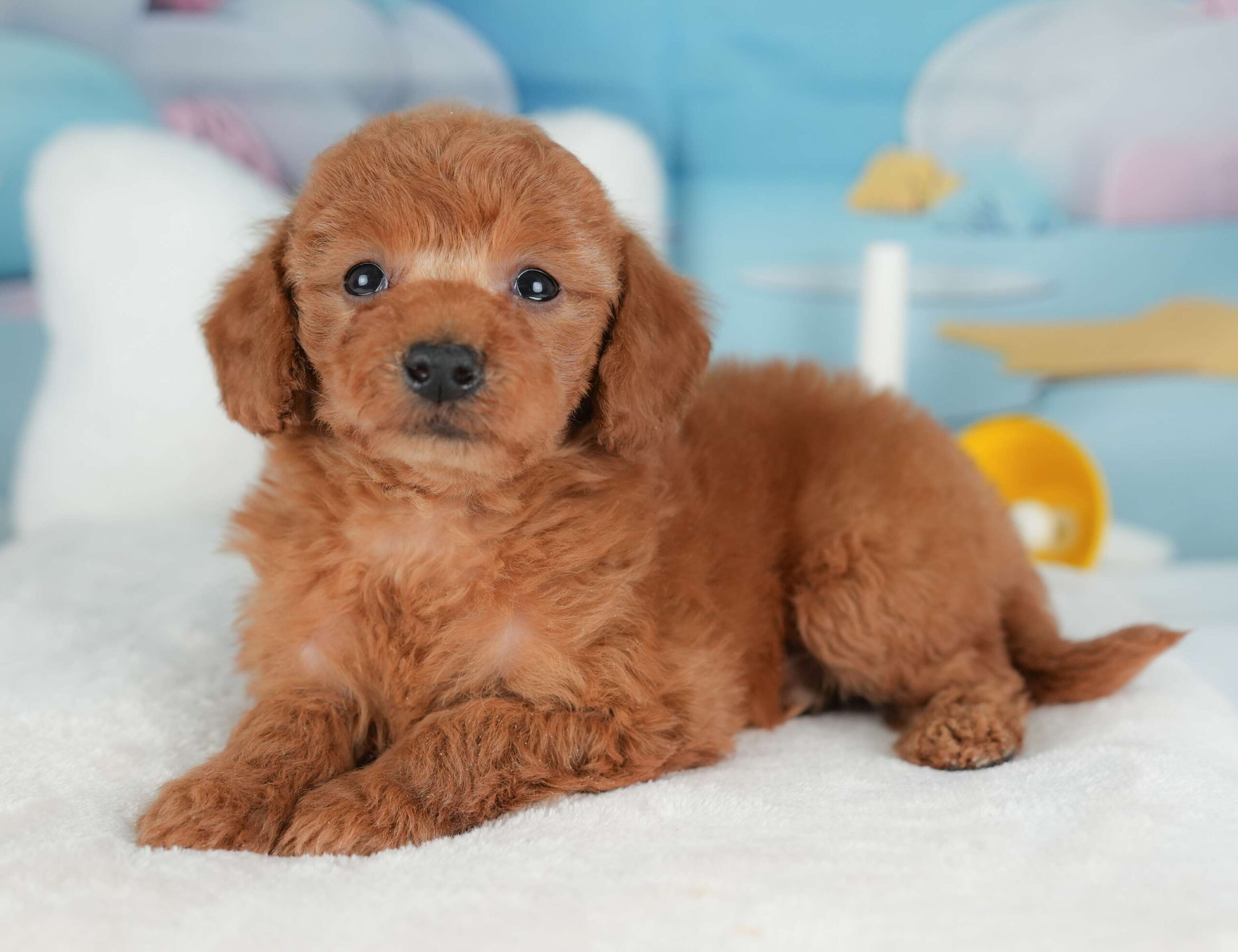 トイ・プードル | 男の子 | レッド | 2025年12月5日