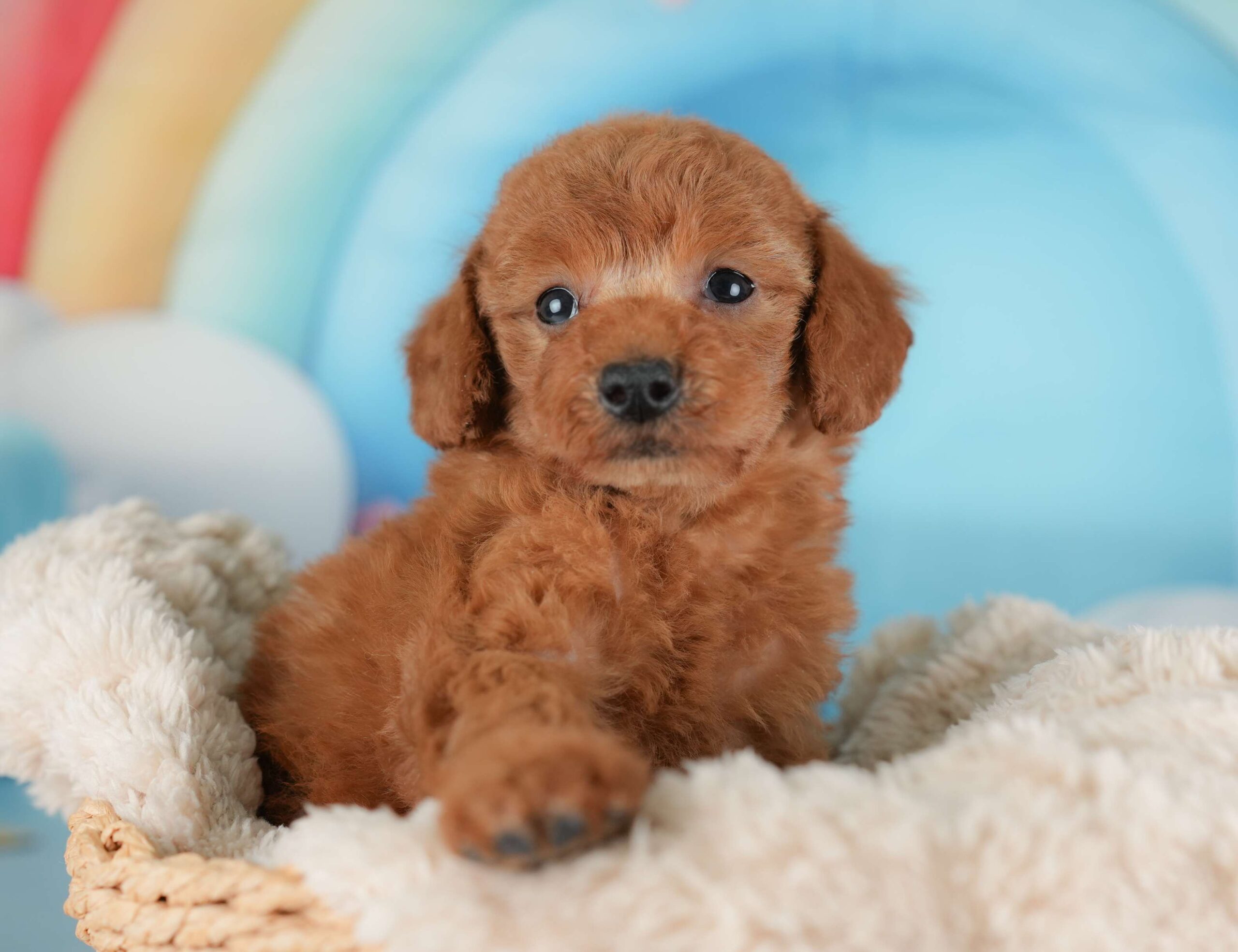 トイ・プードル | 男の子 | レッド | 2025年12月5日