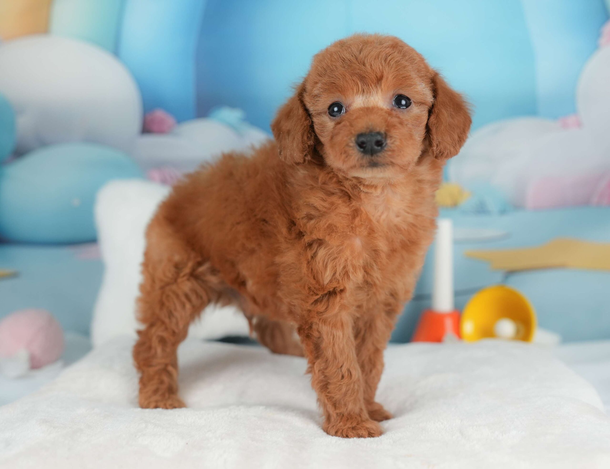 トイ・プードル | 男の子 | レッド | 2025年12月5日