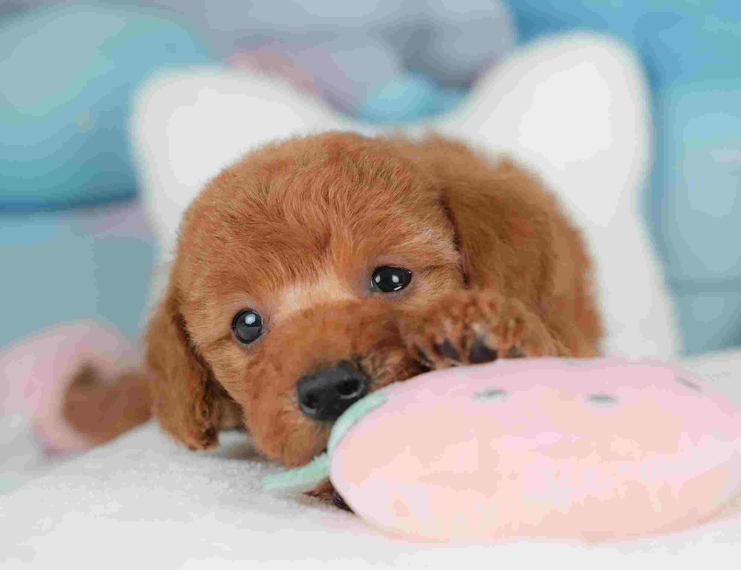 トイ・プードル | 男の子 | レッド | 2025年12月5日