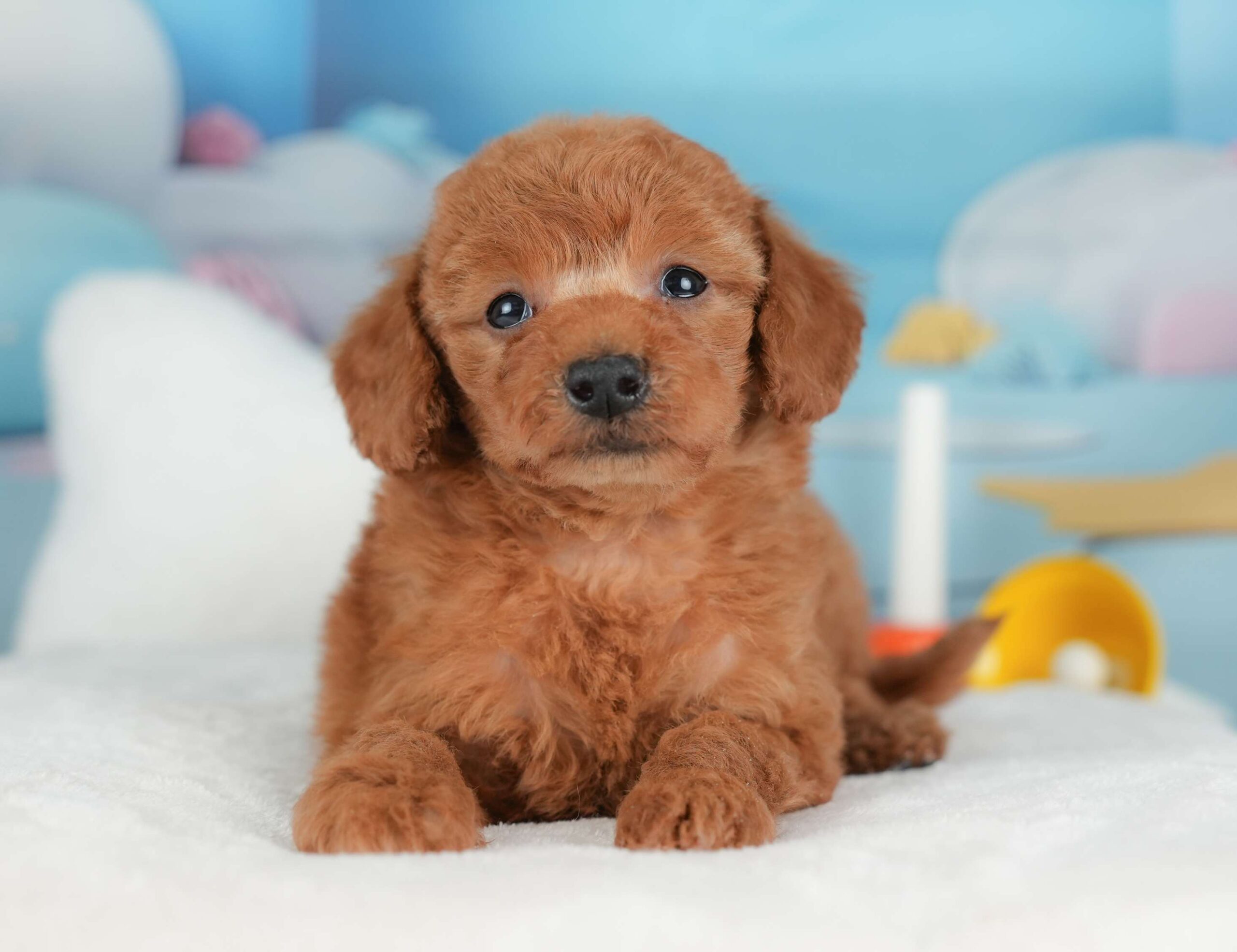 トイ・プードル | 男の子 | レッド | 2025年12月5日