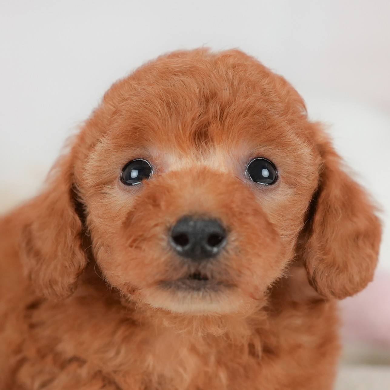 トイ・プードル | 男の子 | レッド | 2025年12月5日