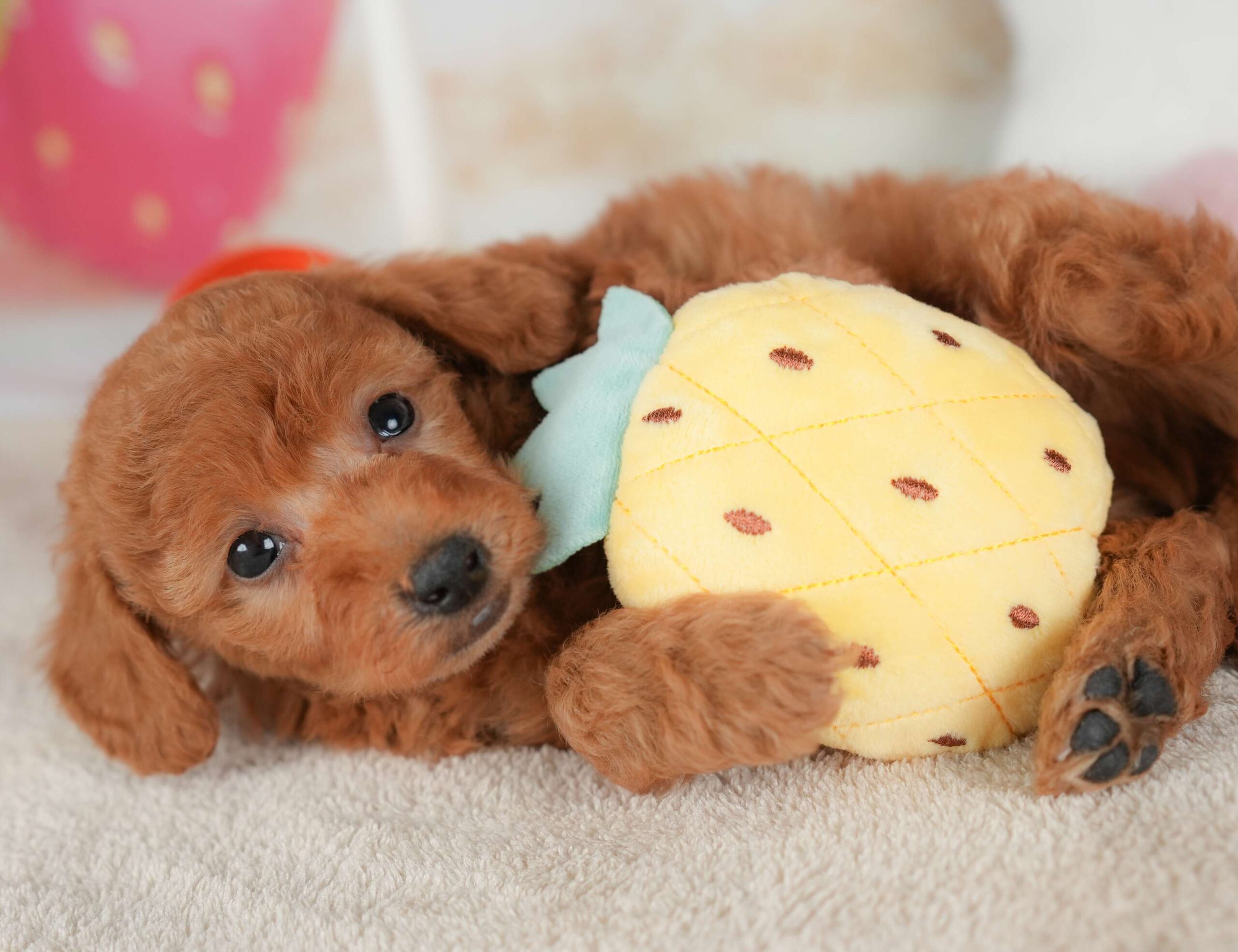 トイ・プードル | 男の子 | レッド | 2025年12月5日