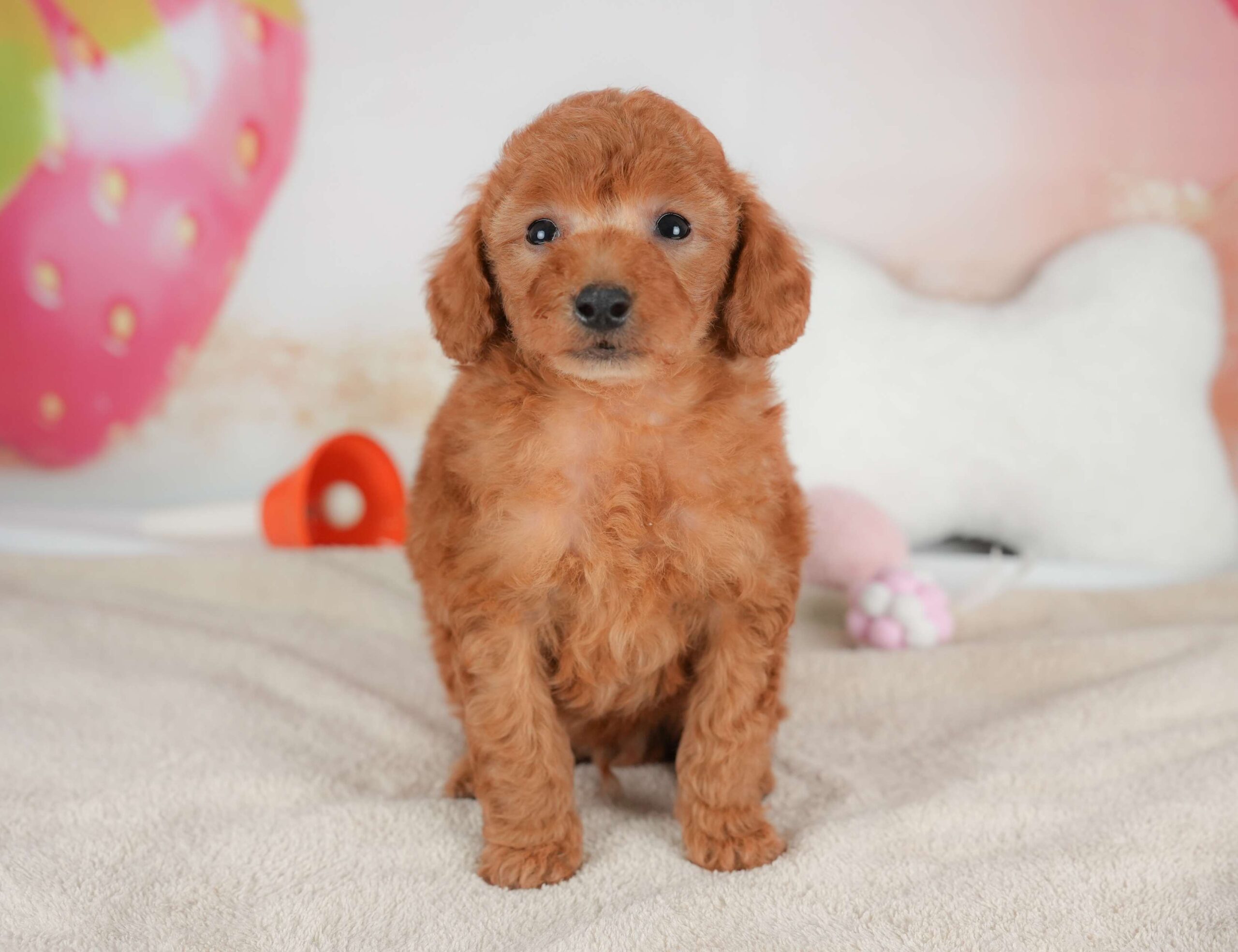 トイ・プードル | 男の子 | レッド | 2025年12月5日