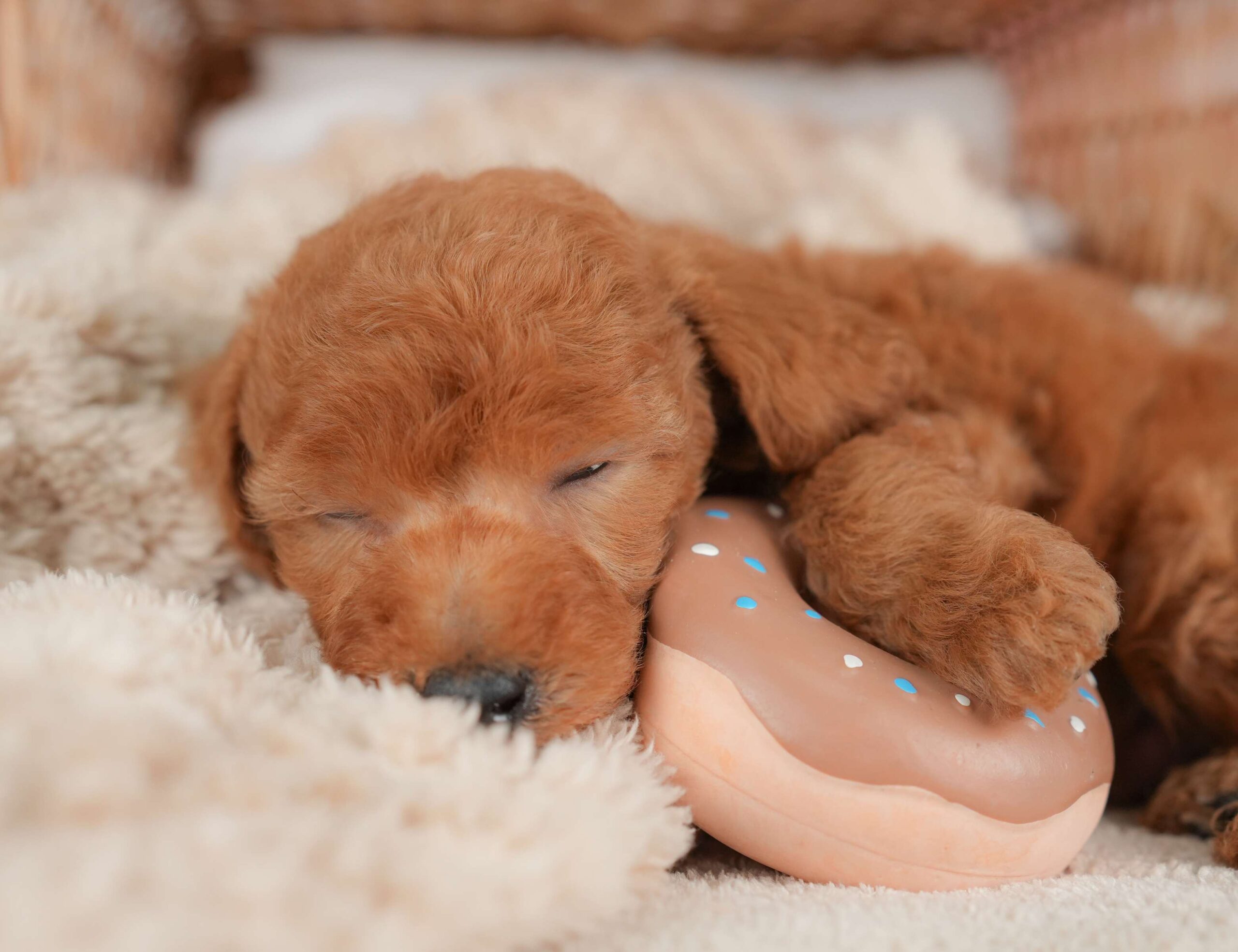 トイ・プードル | 男の子 | レッド | 2025年12月5日