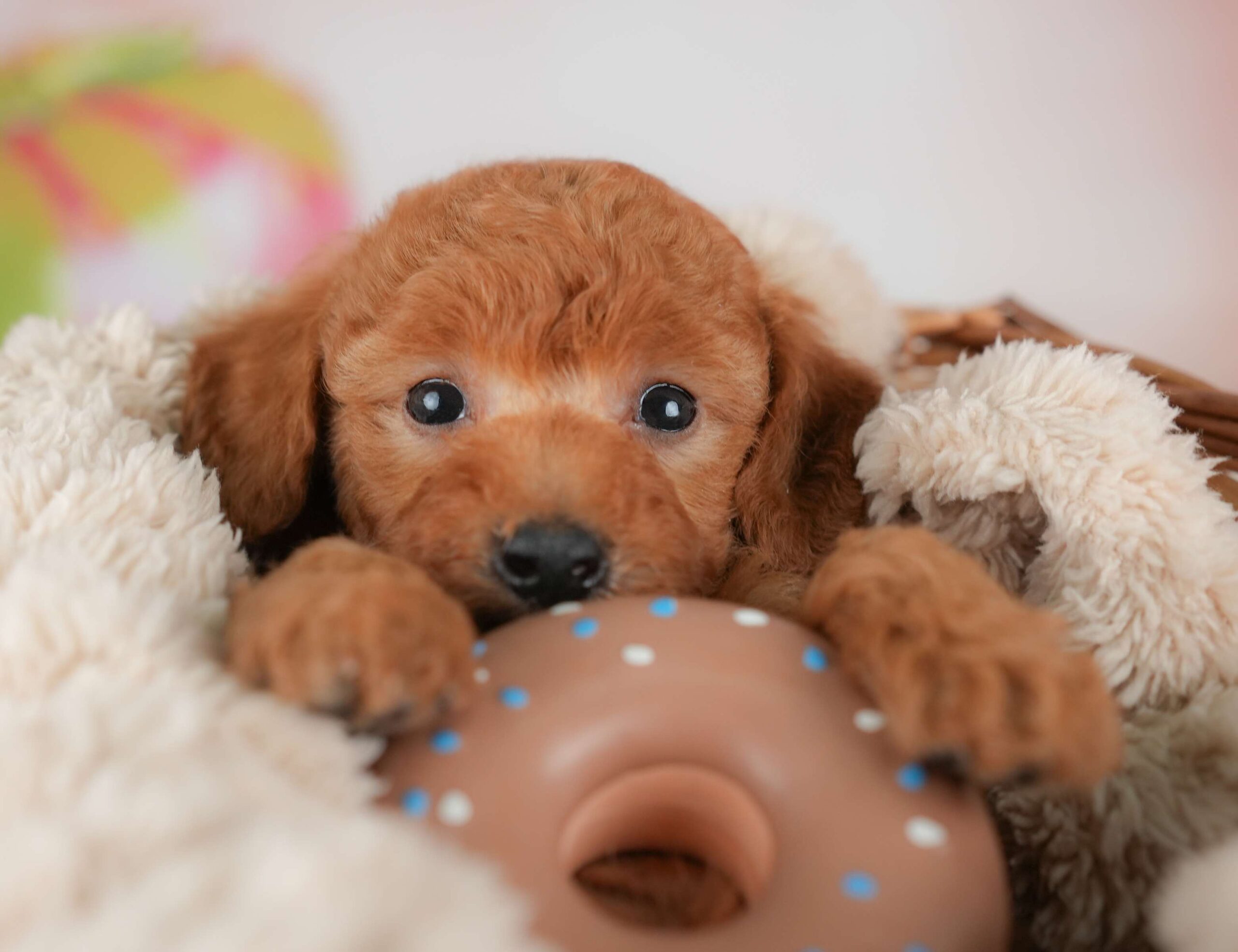 トイ・プードル | 男の子 | レッド | 2025年12月5日