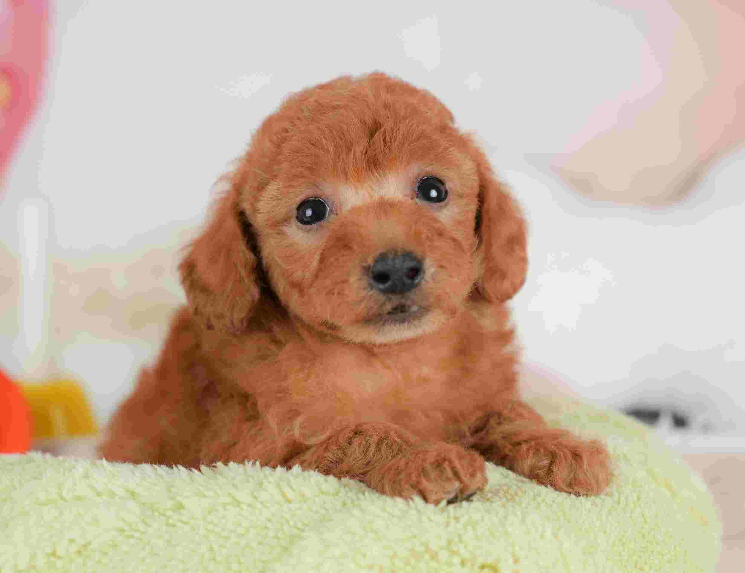 トイ・プードル | 男の子 | レッド | 2025年12月5日