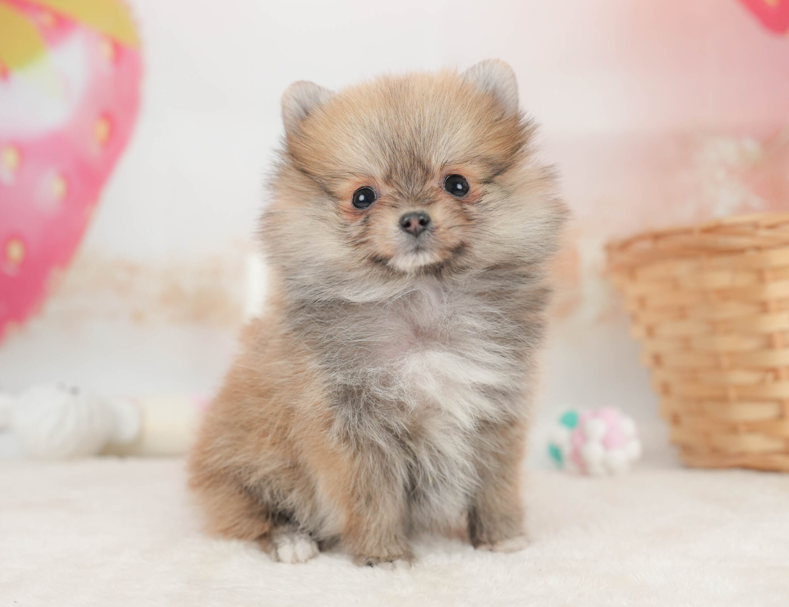 ポメラニアン | 女の子 | オレンジセーブル | 2025年12月8日