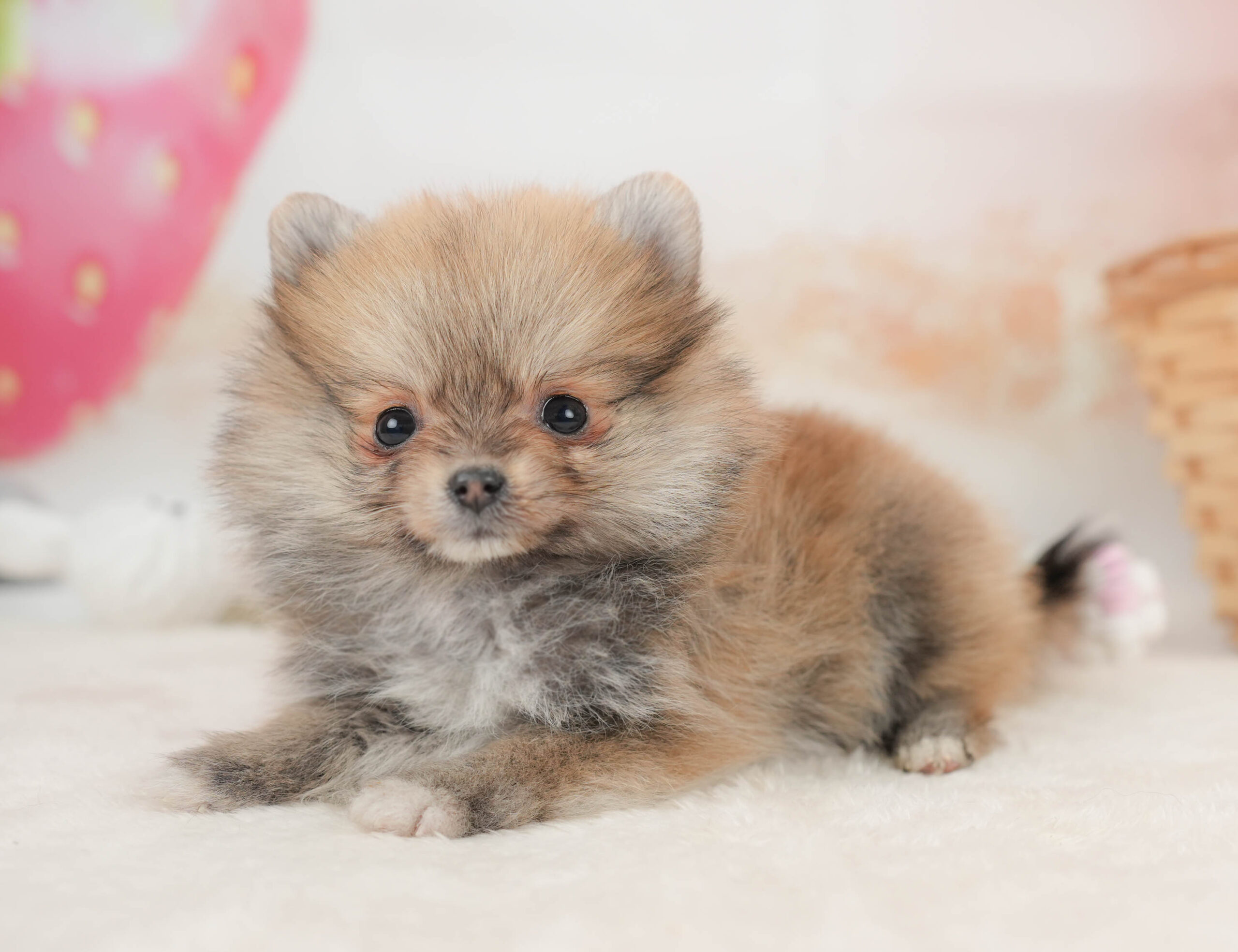 ポメラニアン | 女の子 | オレンジセーブル | 2025年12月8日