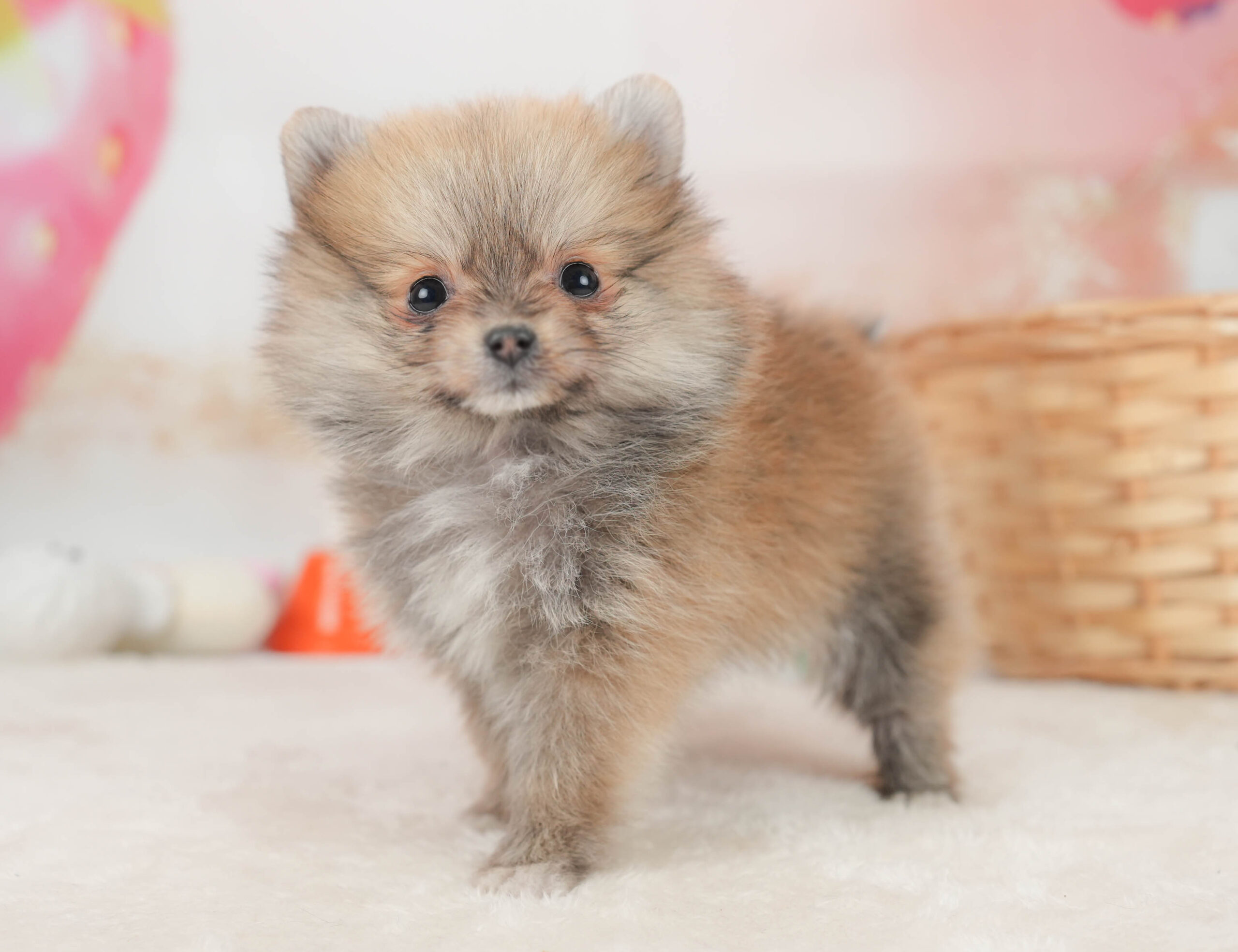 ポメラニアン | 女の子 | オレンジセーブル | 2025年12月8日