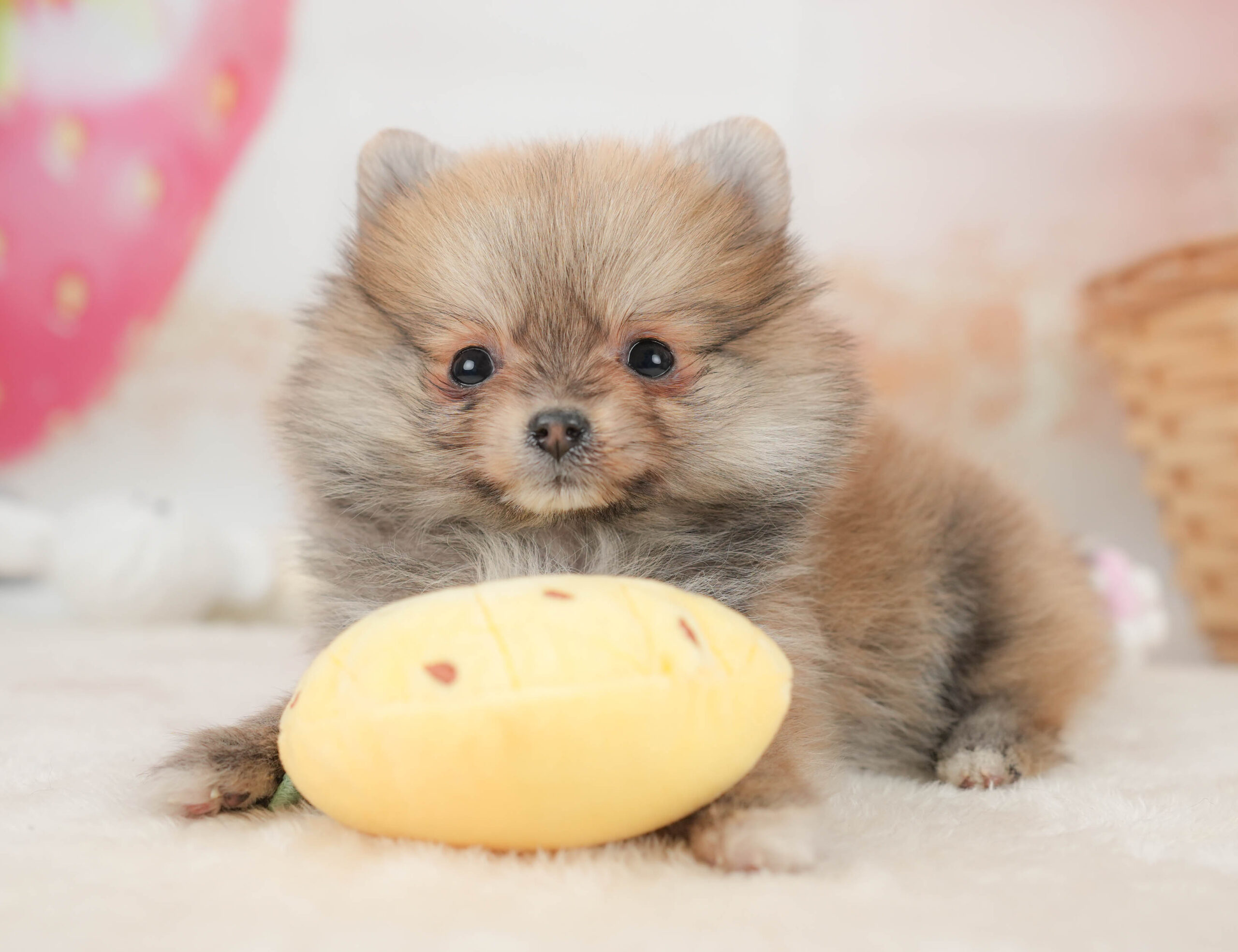 ポメラニアン | 女の子 | オレンジセーブル | 2025年12月8日