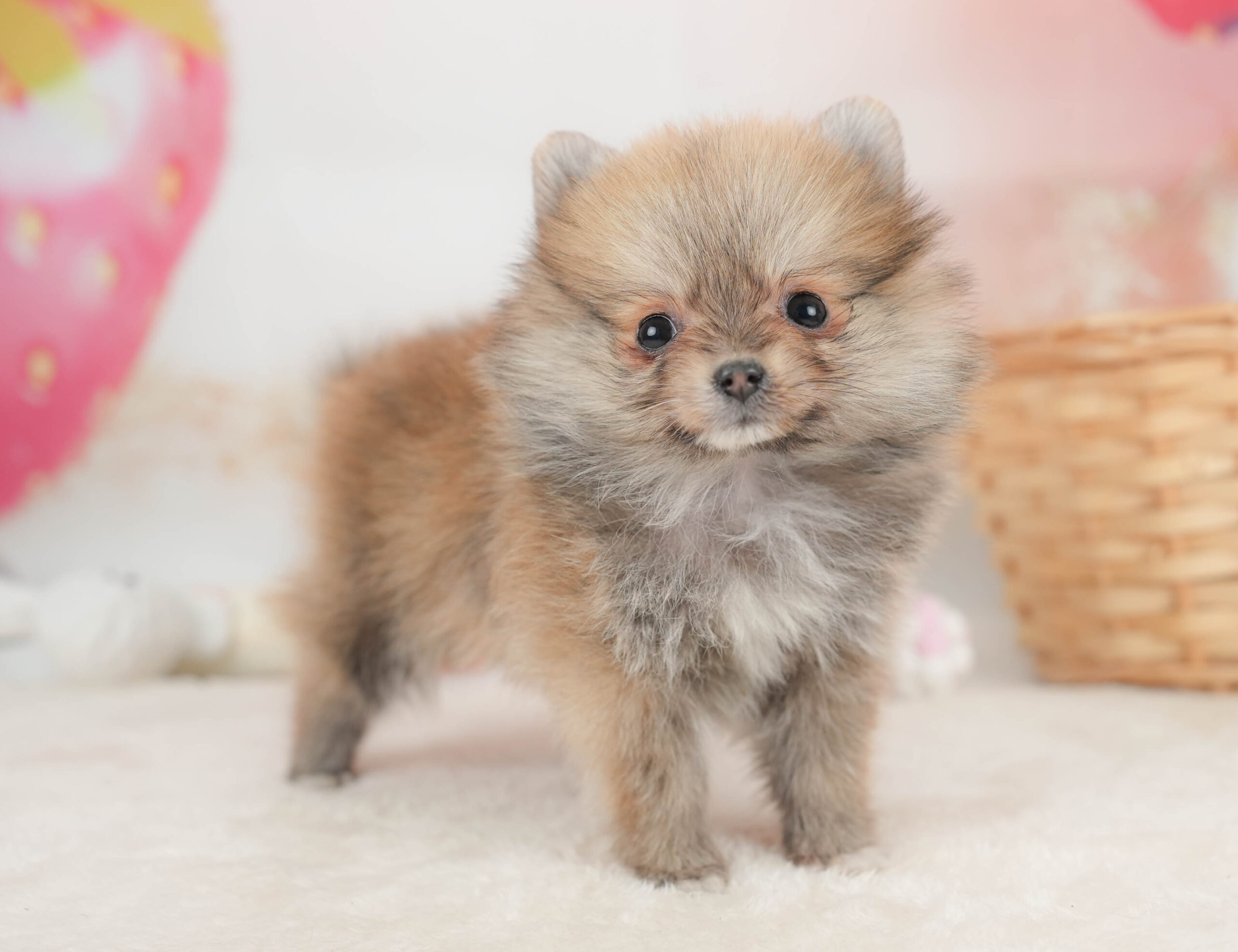 ポメラニアン | 女の子 | オレンジセーブル | 2025年12月8日