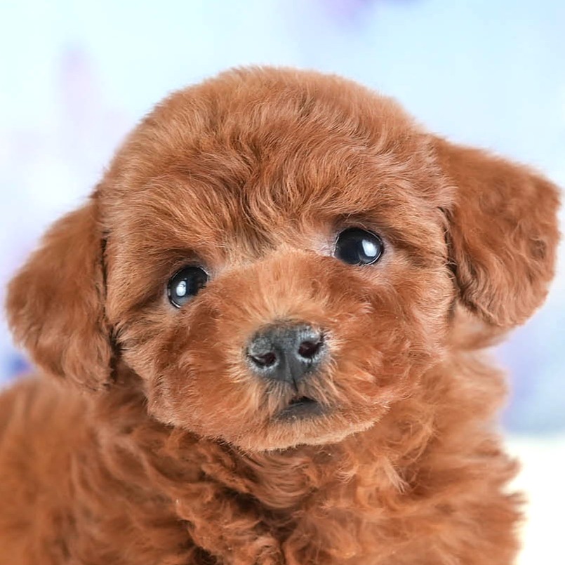 トイ・プードル | 男の子 | レッド | 2025年12月12日