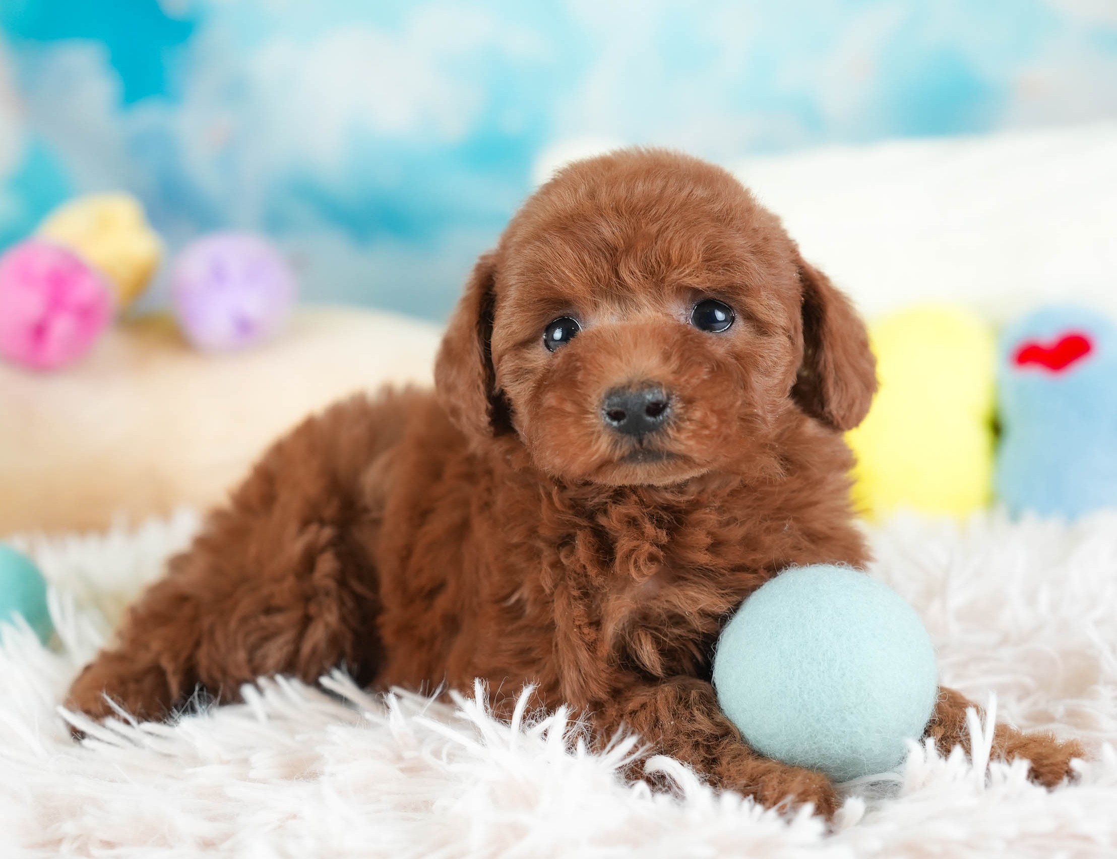 トイ・プードル | 男の子 | レッド | 2025年12月12日