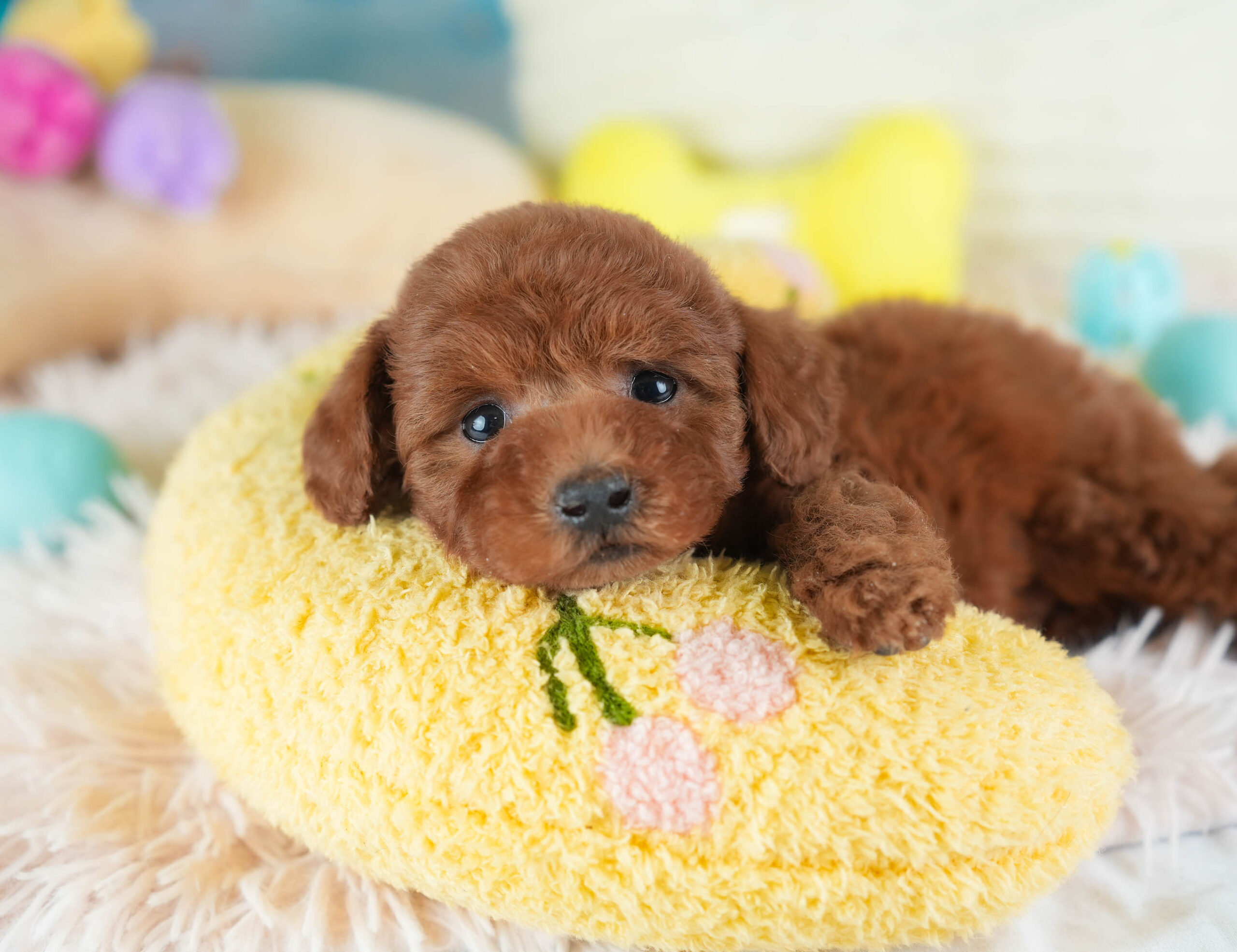 トイ・プードル | 男の子 | レッド | 2025年12月12日