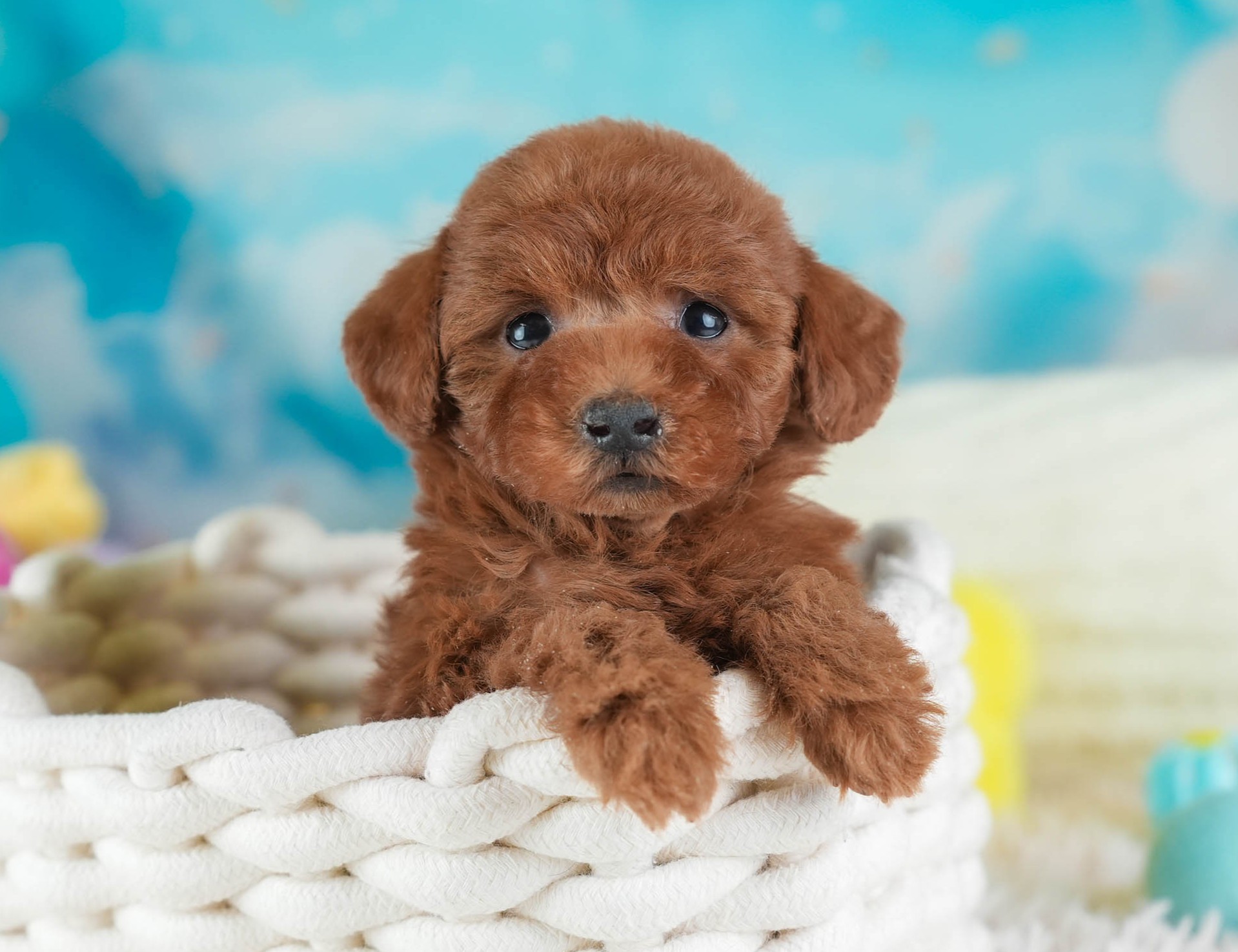 トイ・プードル | 男の子 | レッド | 2025年12月12日