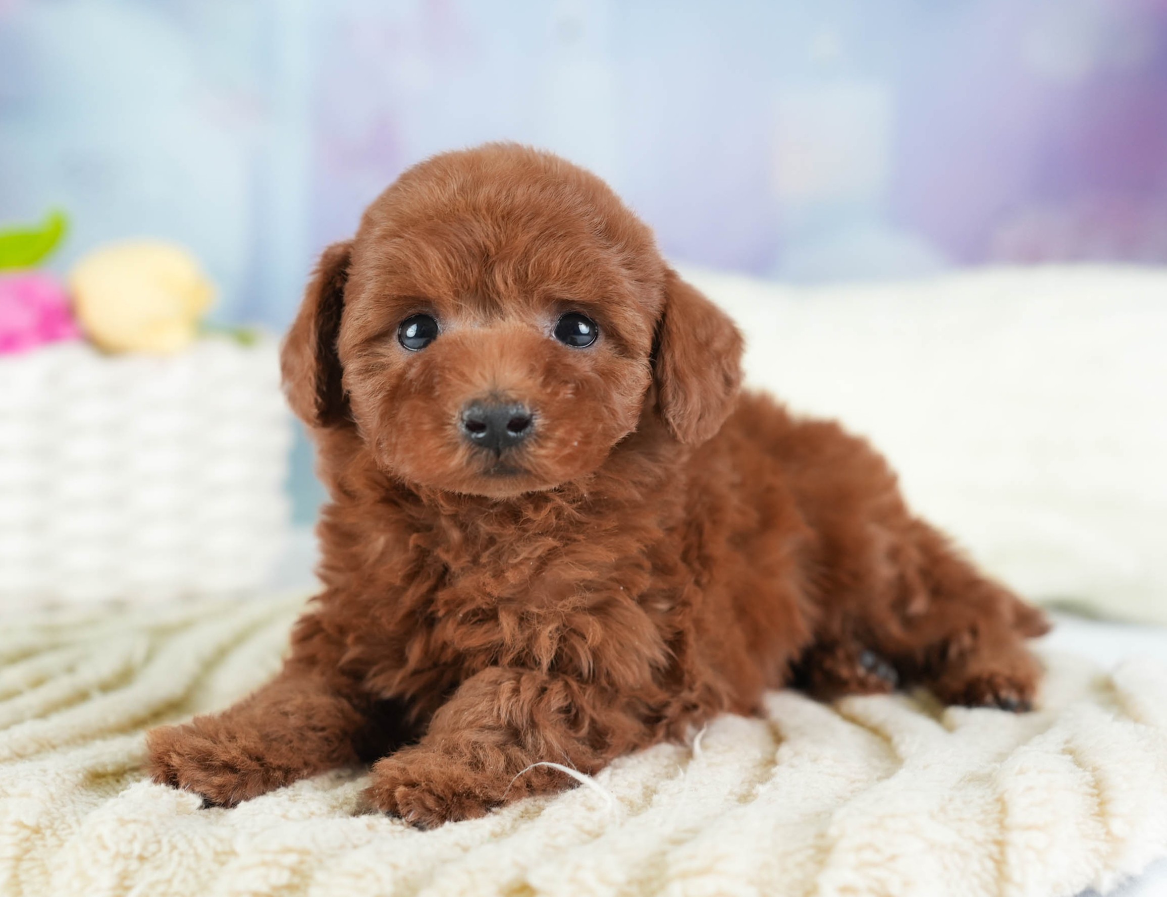 トイ・プードル | 男の子 | レッド | 2025年12月12日