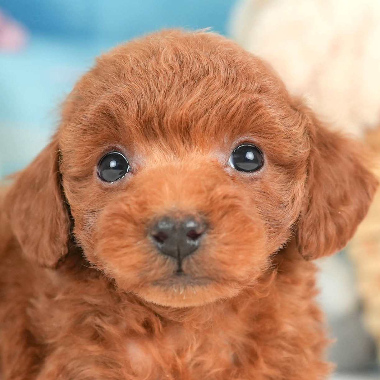 トイ・プードル | 女の子 | レッド | 2025年12月12日