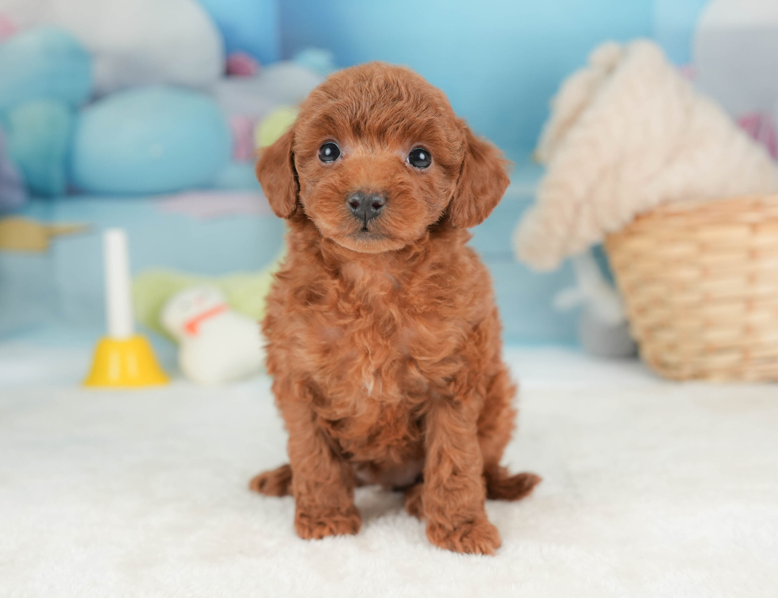 トイ・プードル | 女の子 | レッド | 2025年12月12日