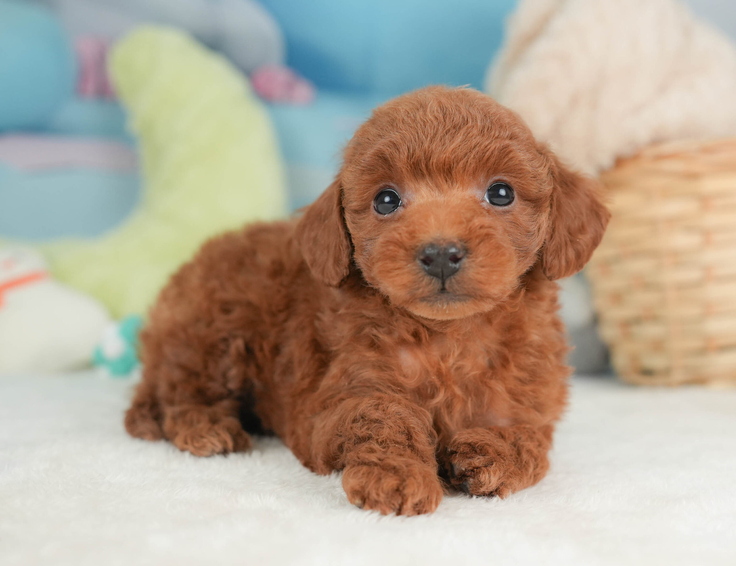 トイ・プードル | 女の子 | レッド | 2025年12月12日