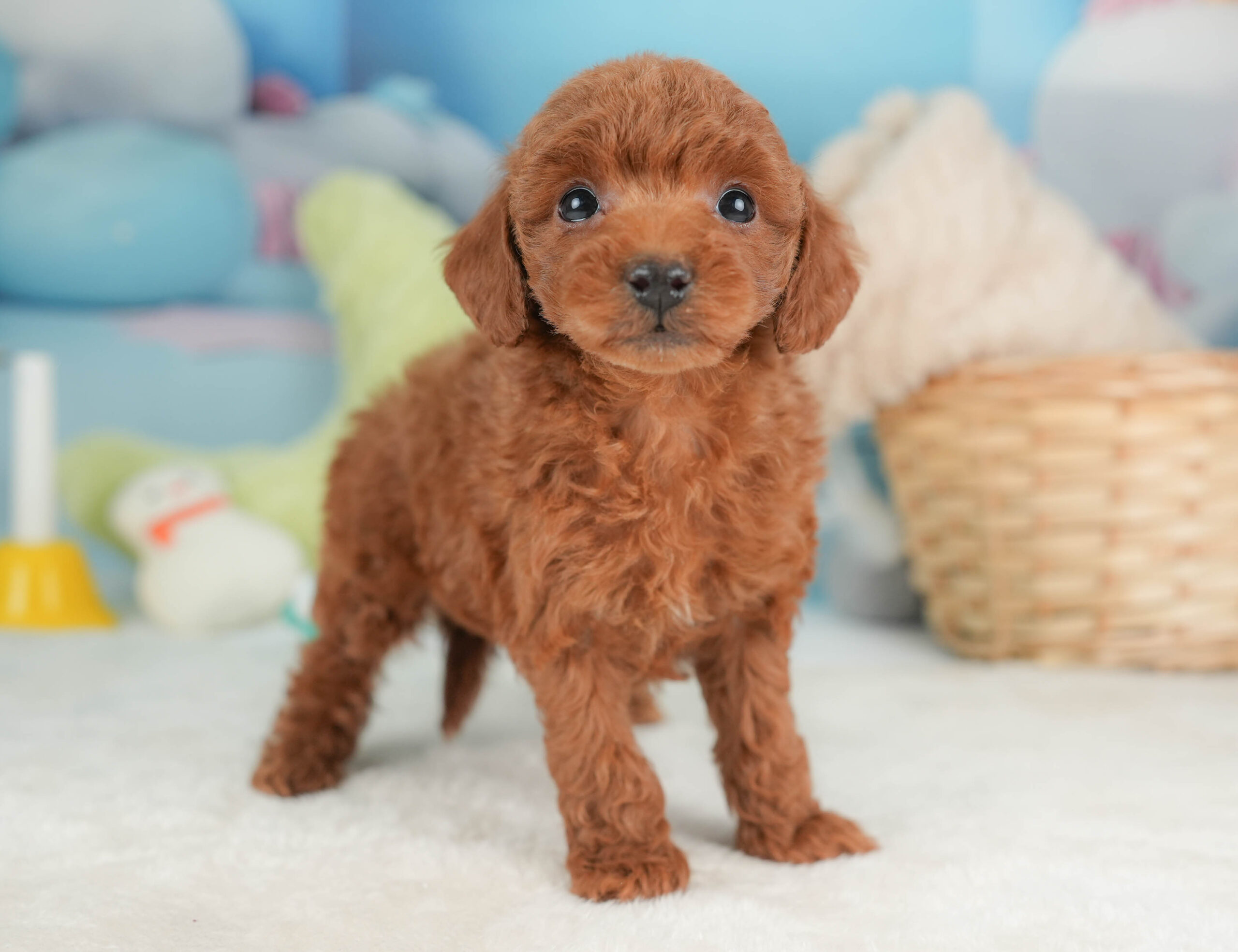 トイ・プードル | 女の子 | レッド | 2025年12月12日