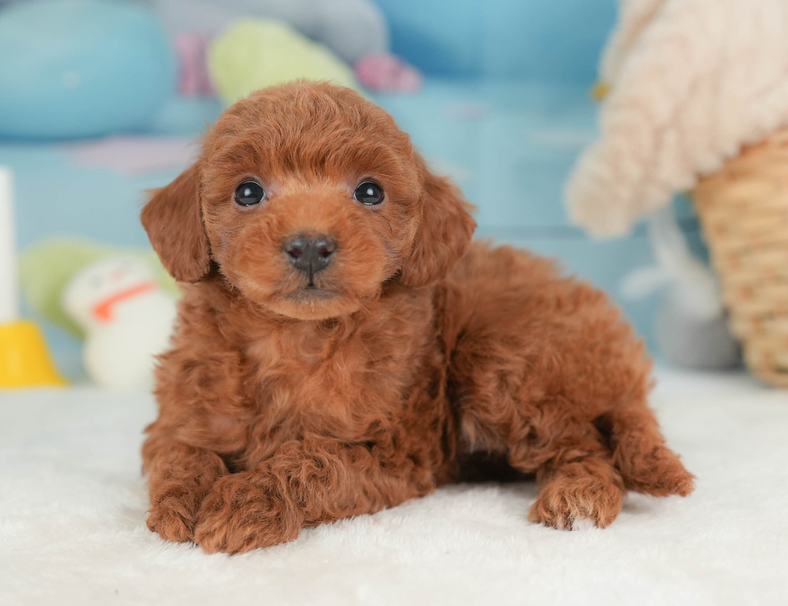 トイ・プードル | 女の子 | レッド | 2025年12月12日