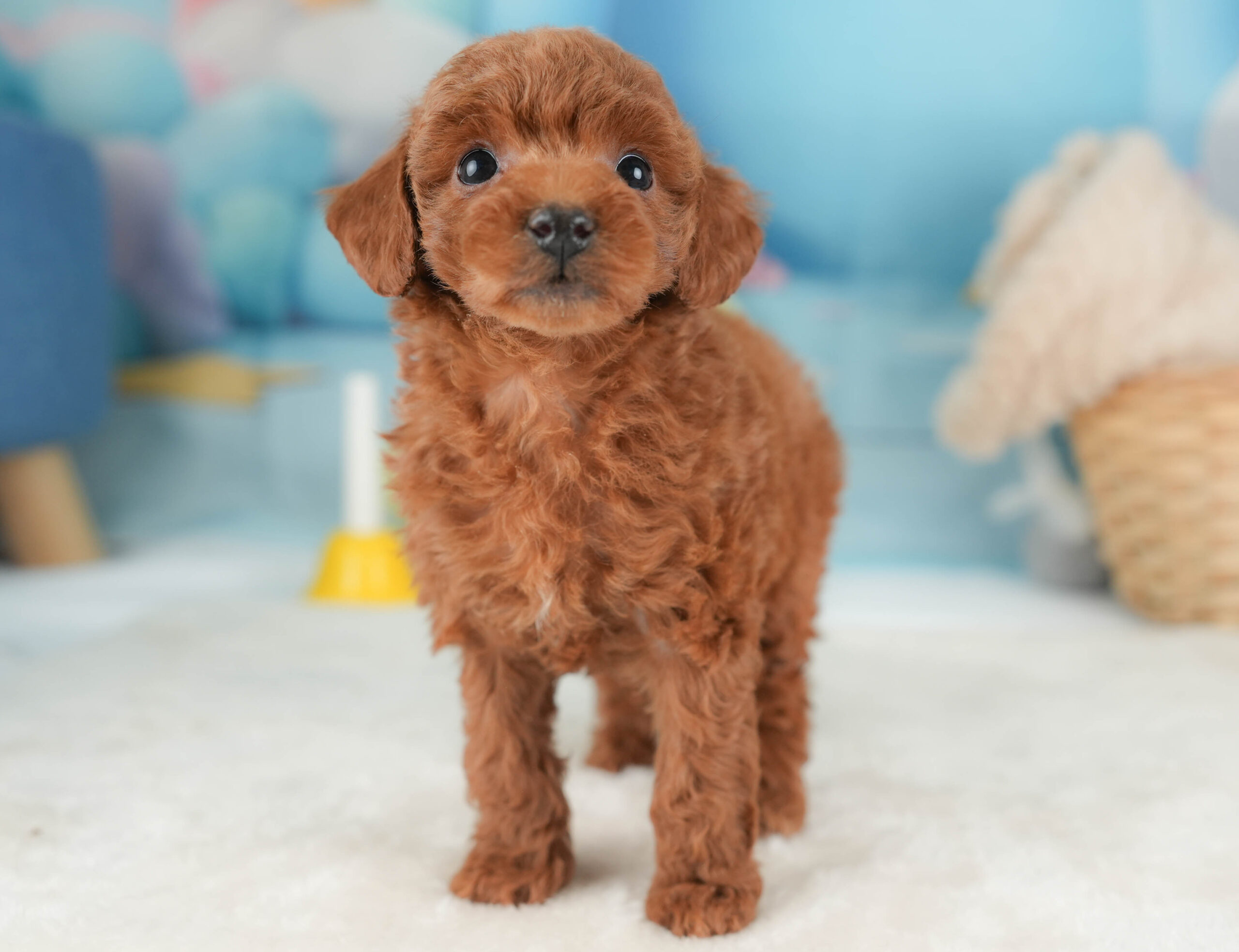 トイ・プードル | 女の子 | レッド | 2025年12月12日