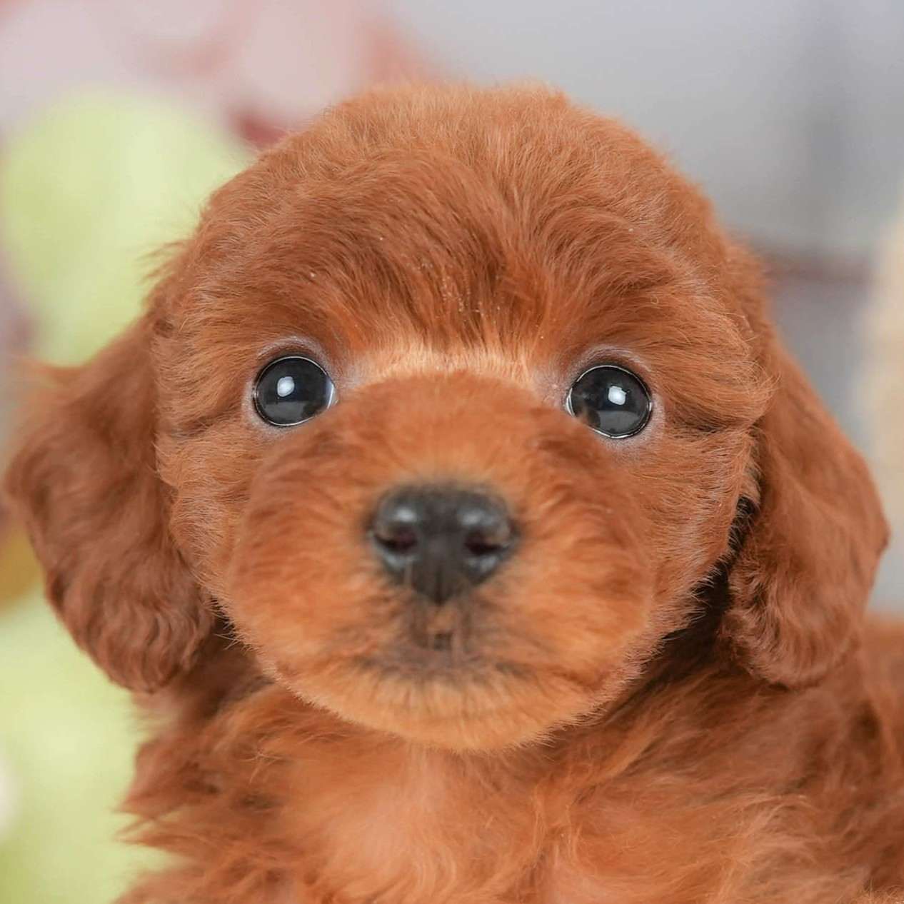 トイ・プードル | 女の子 | レッド | 2025年12月12日