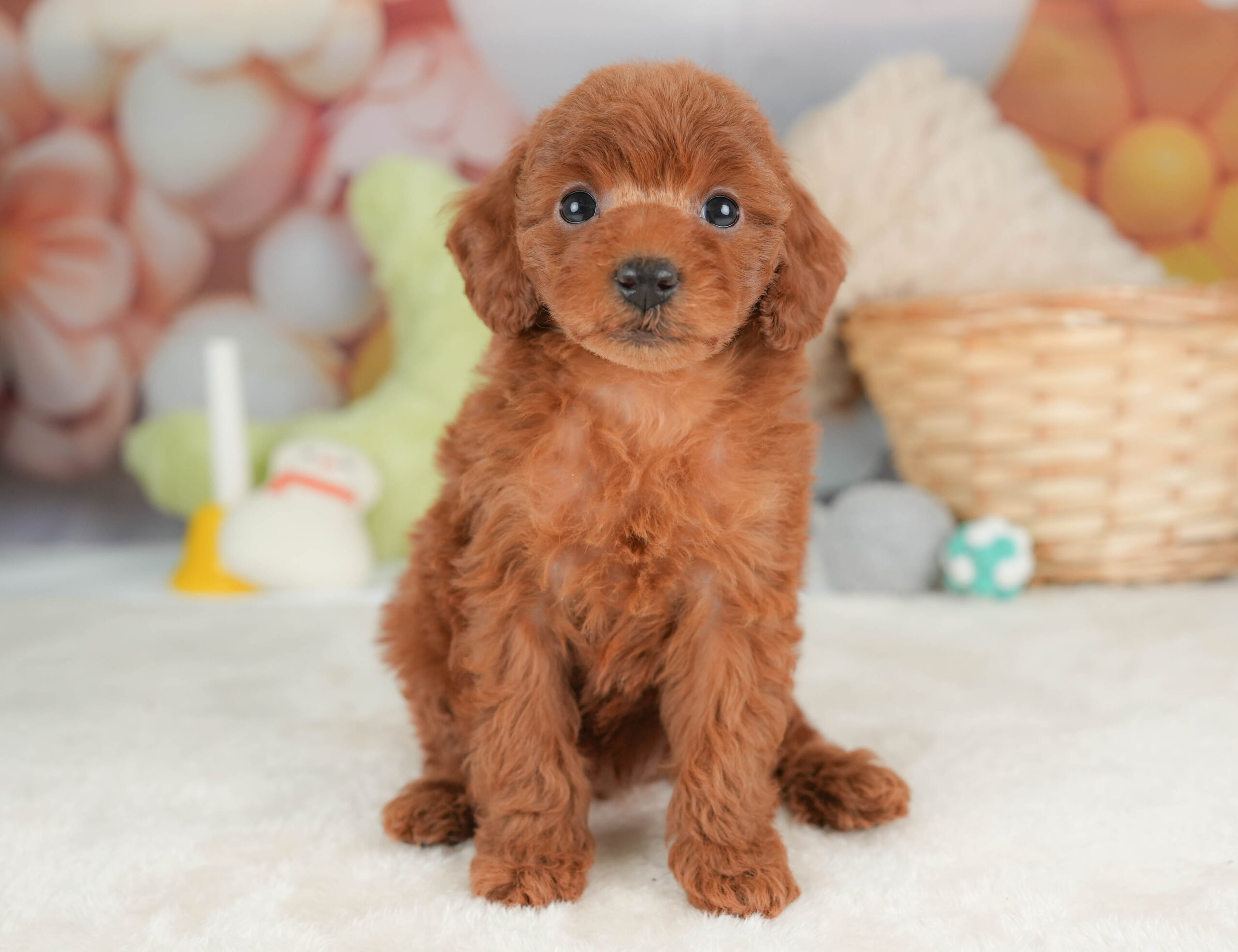 トイ・プードル | 女の子 | レッド | 2025年12月12日