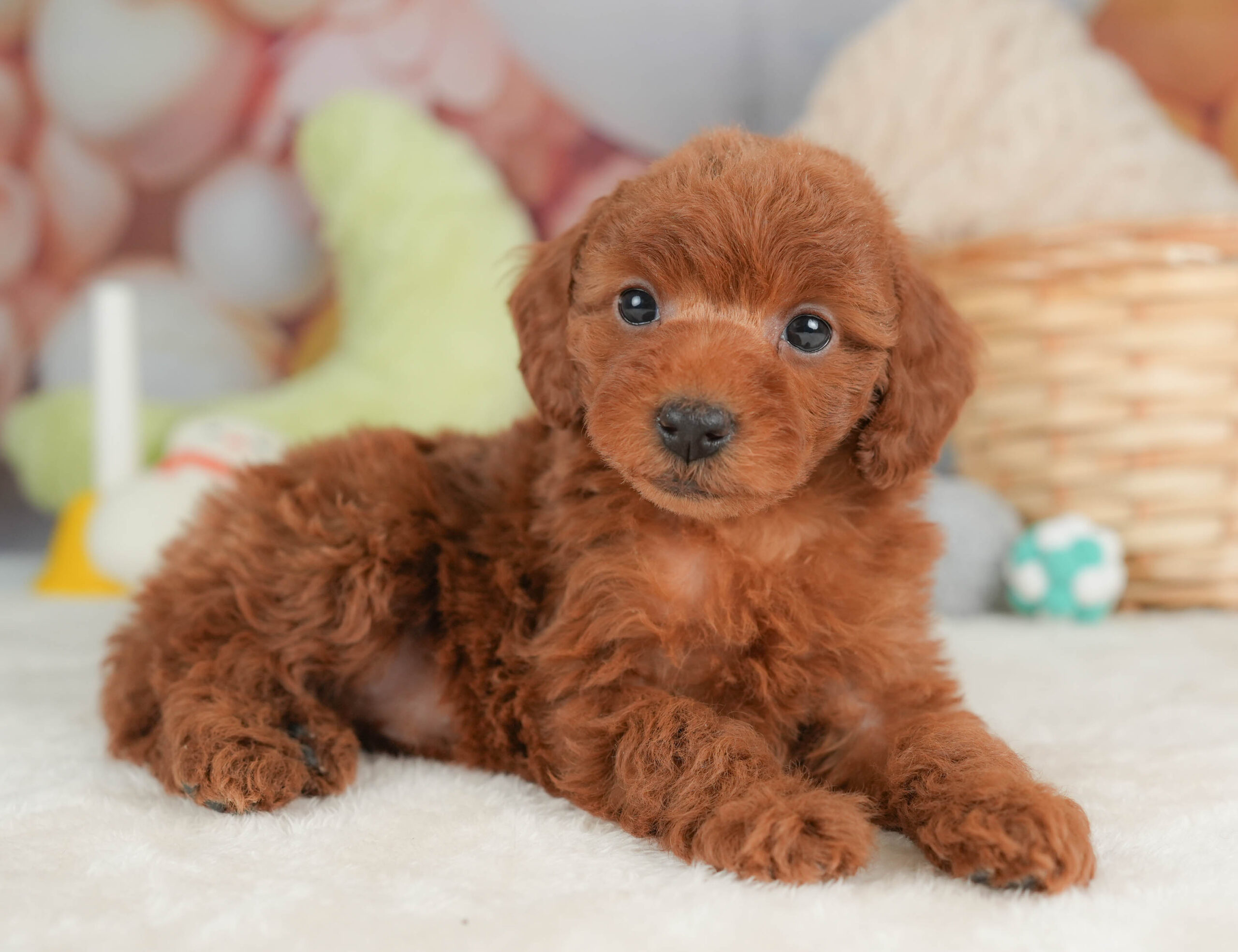 トイ・プードル | 女の子 | レッド | 2025年12月12日