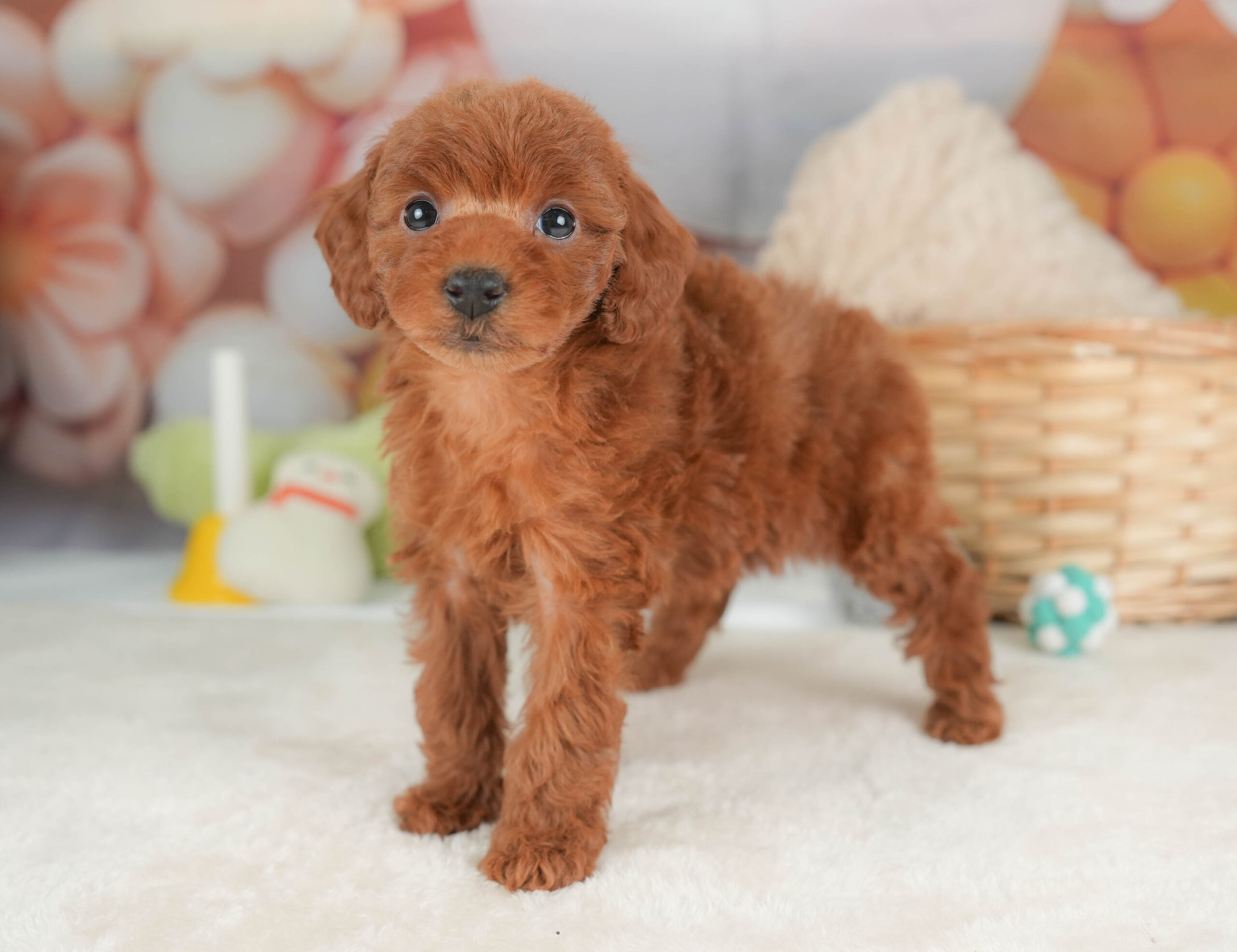 トイ・プードル | 女の子 | レッド | 2025年12月12日