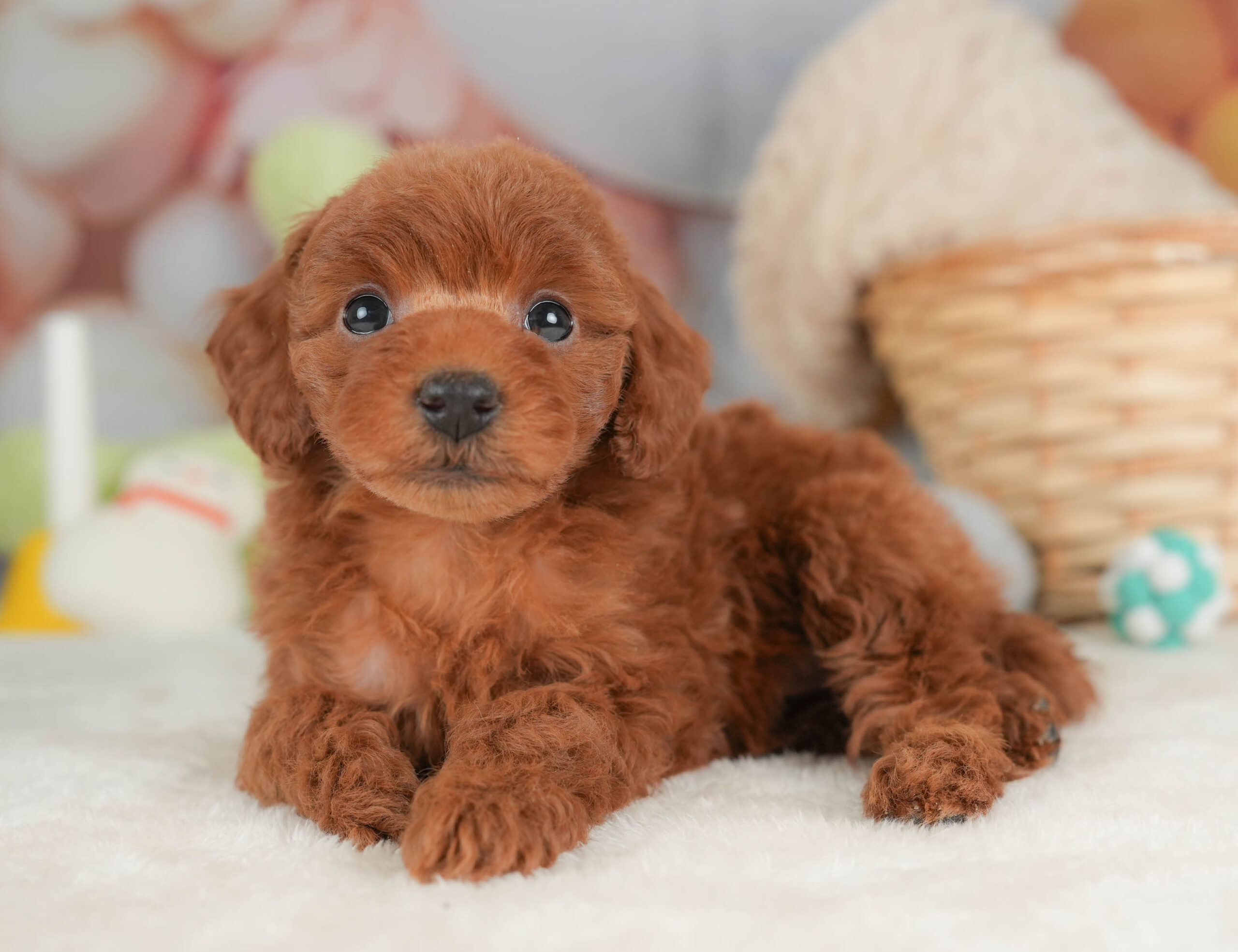 トイ・プードル | 女の子 | レッド | 2025年12月12日