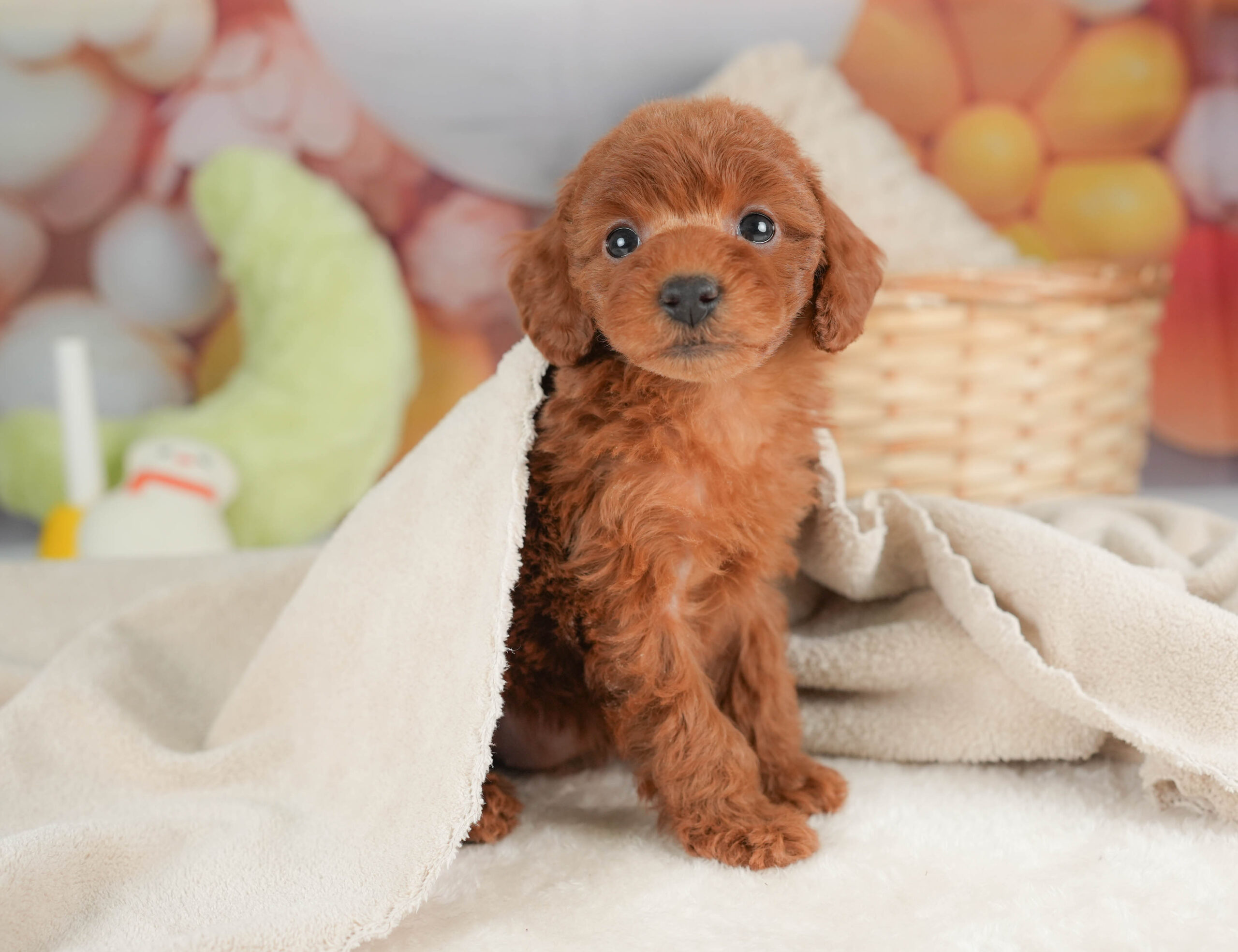 トイ・プードル | 女の子 | レッド | 2025年12月12日