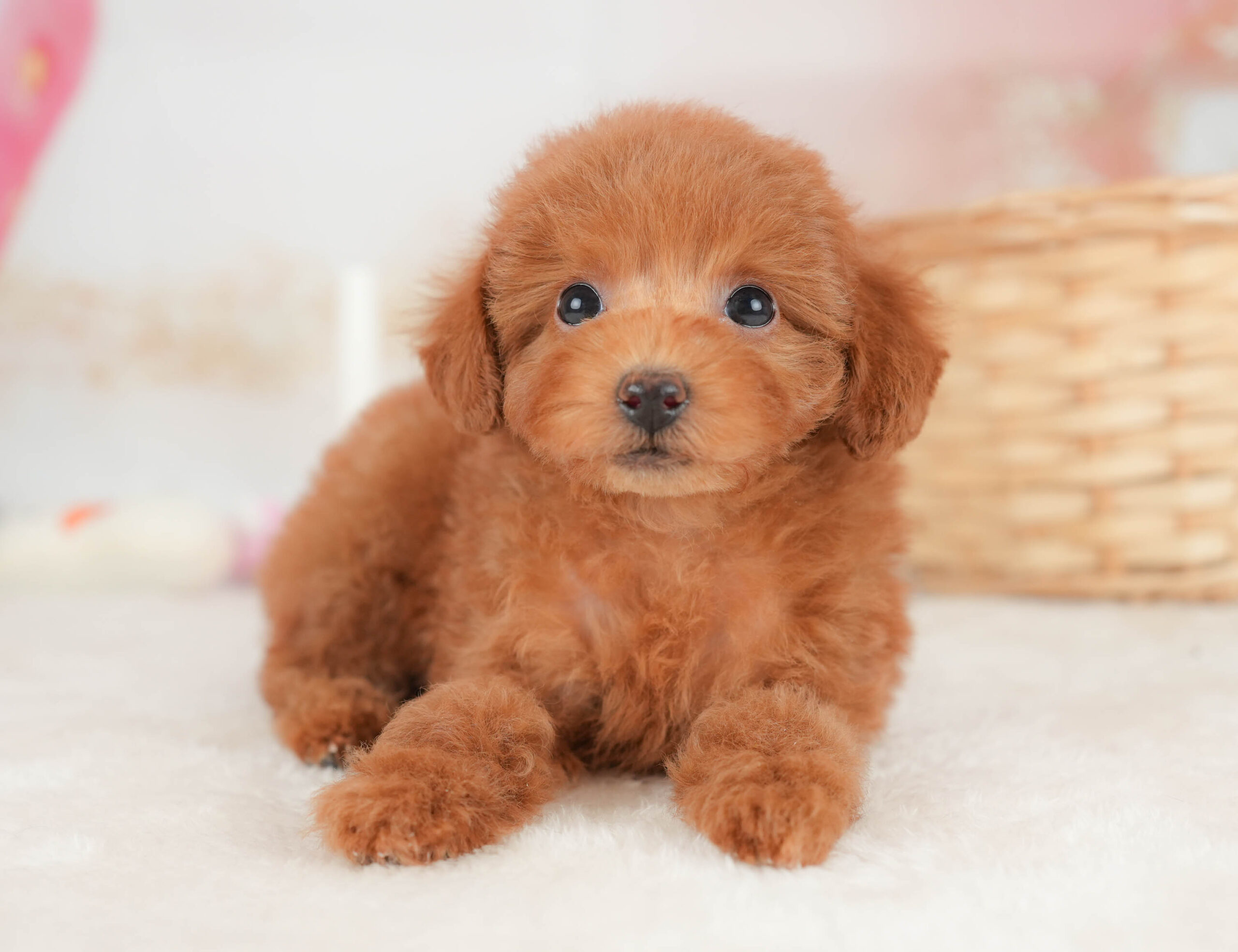 トイ・プードル | 女の子 | レッド | 2025年12月12日