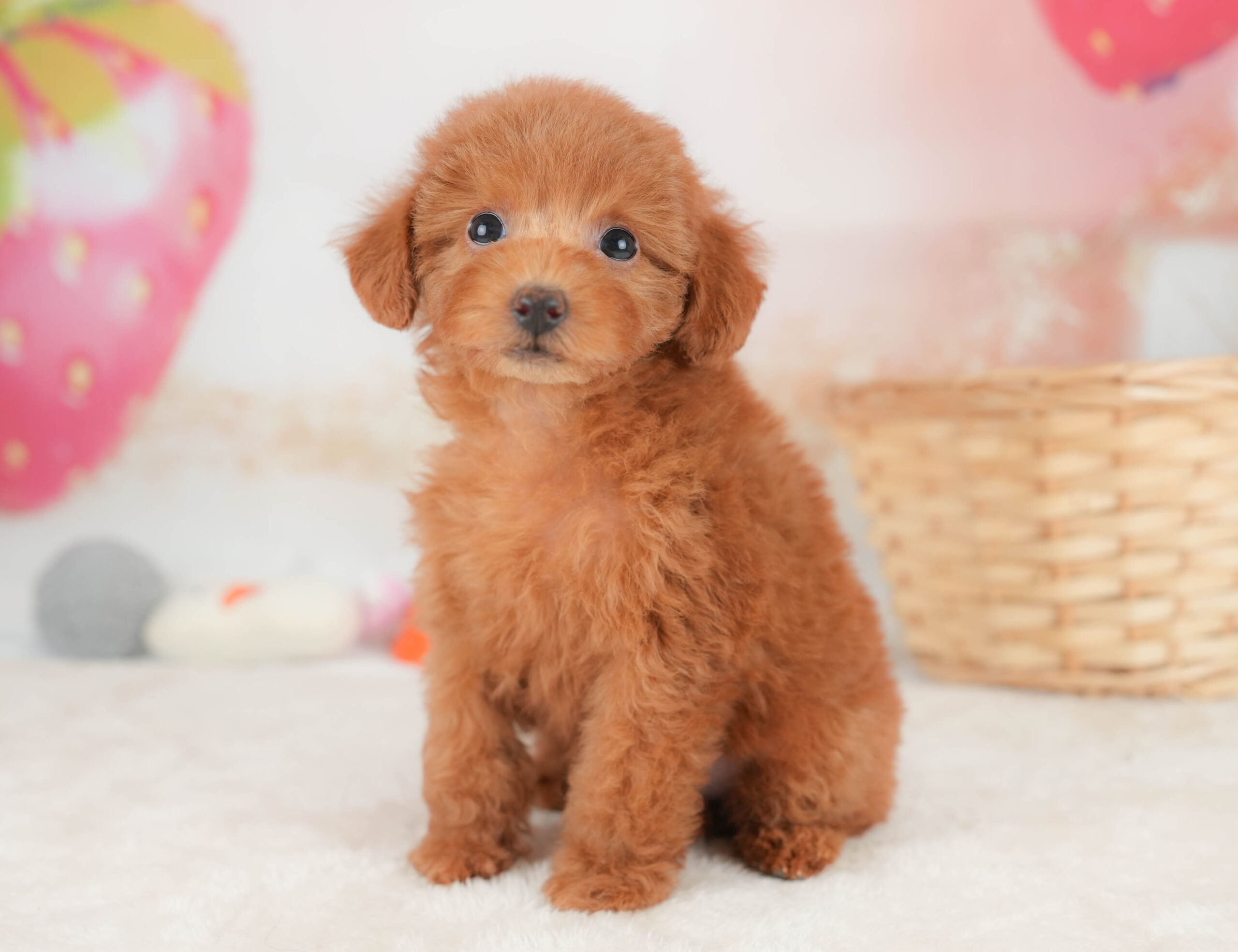 トイ・プードル | 女の子 | レッド | 2025年12月12日