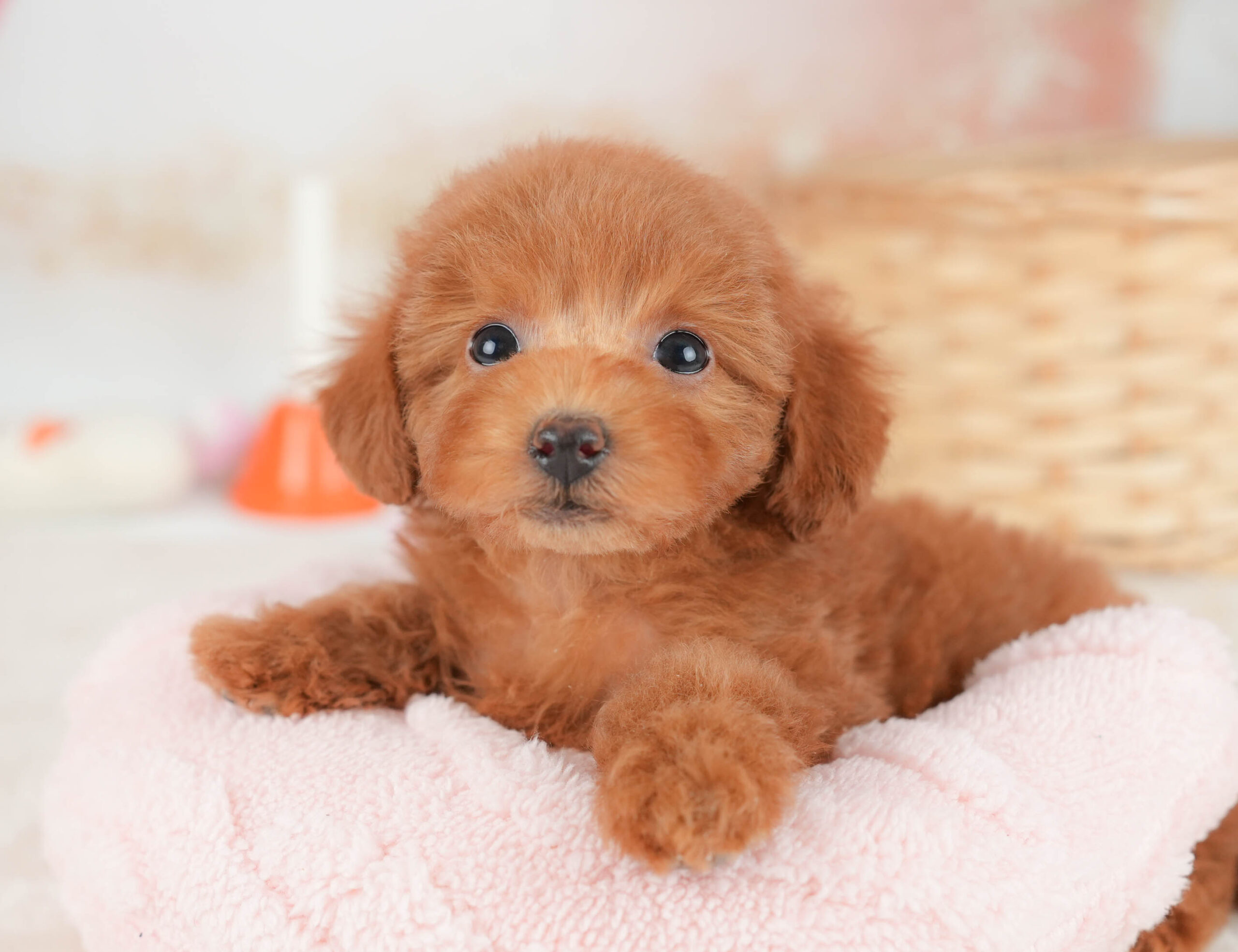 トイ・プードル | 女の子 | レッド | 2025年12月12日