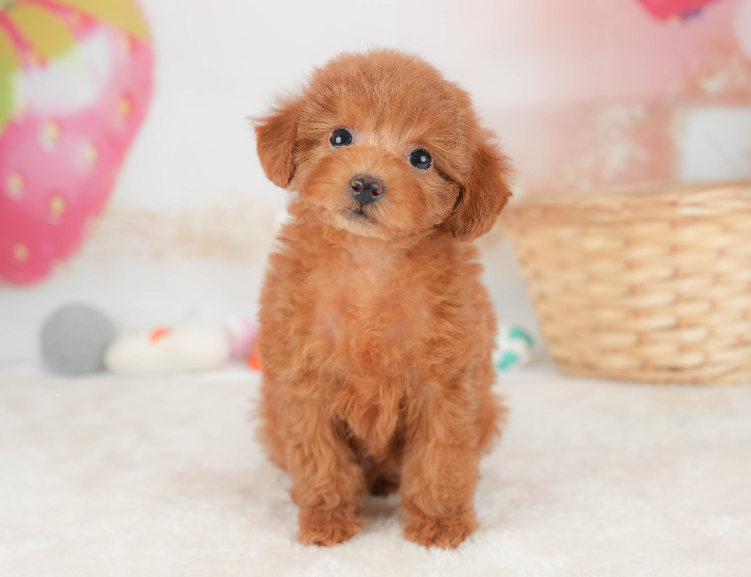 トイ・プードル | 女の子 | レッド | 2025年12月12日