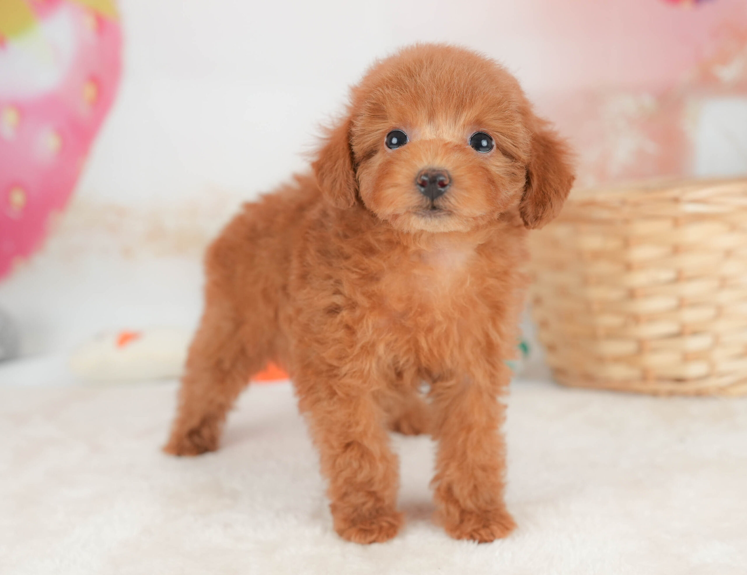 トイ・プードル | 女の子 | レッド | 2025年12月12日