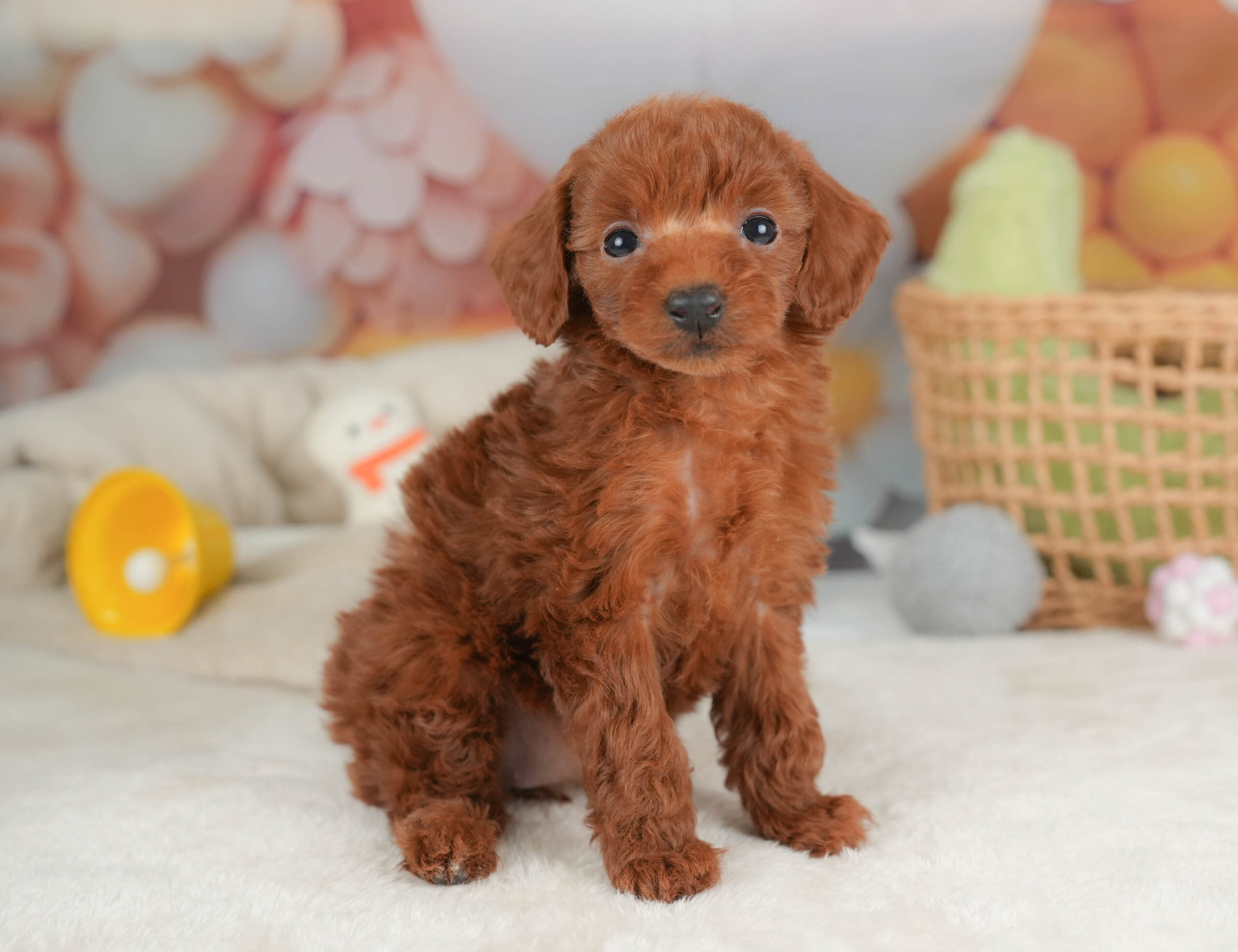 トイ・プードル | 女の子 | レッド | 2025年12月12日