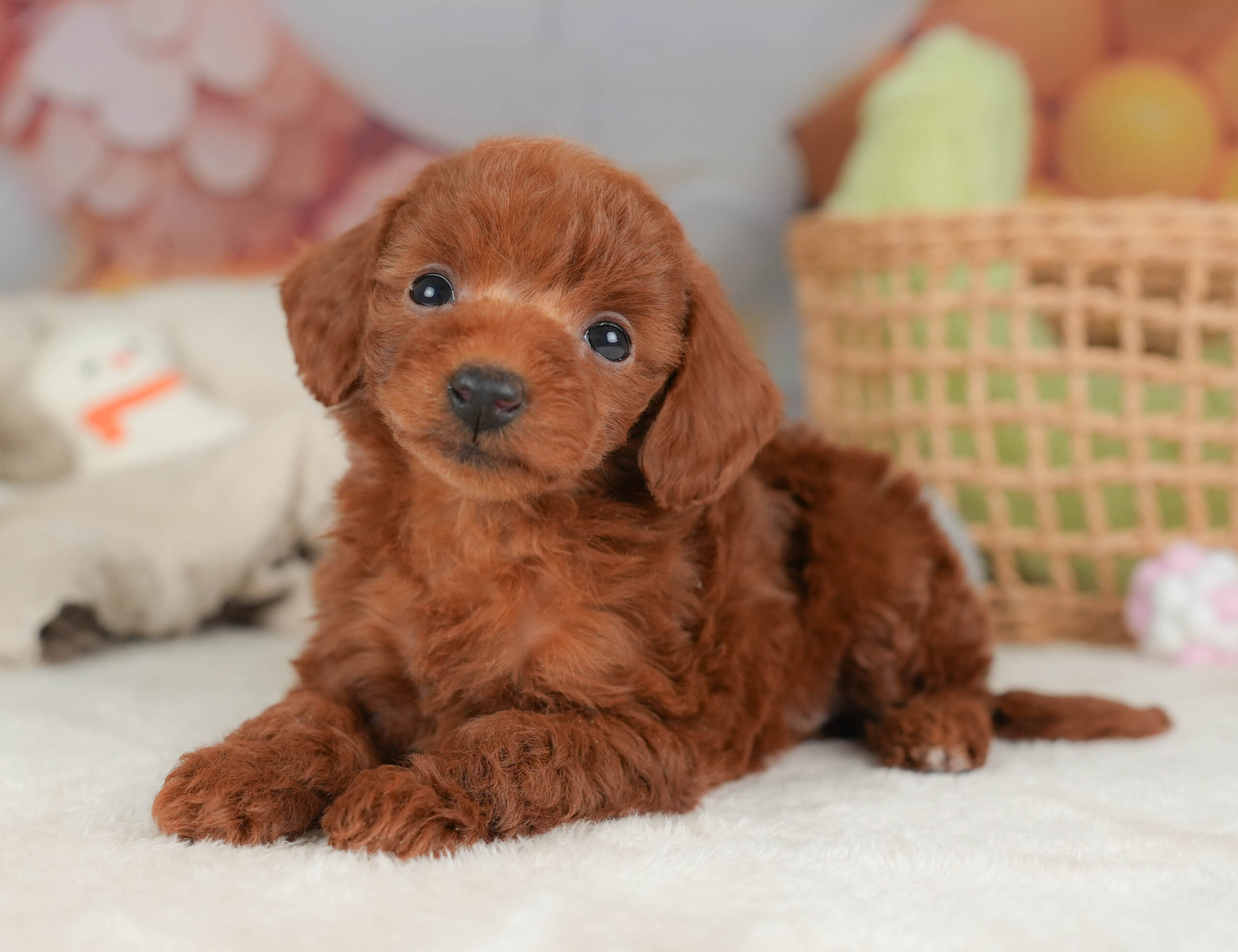 トイ・プードル | 女の子 | レッド | 2025年12月12日