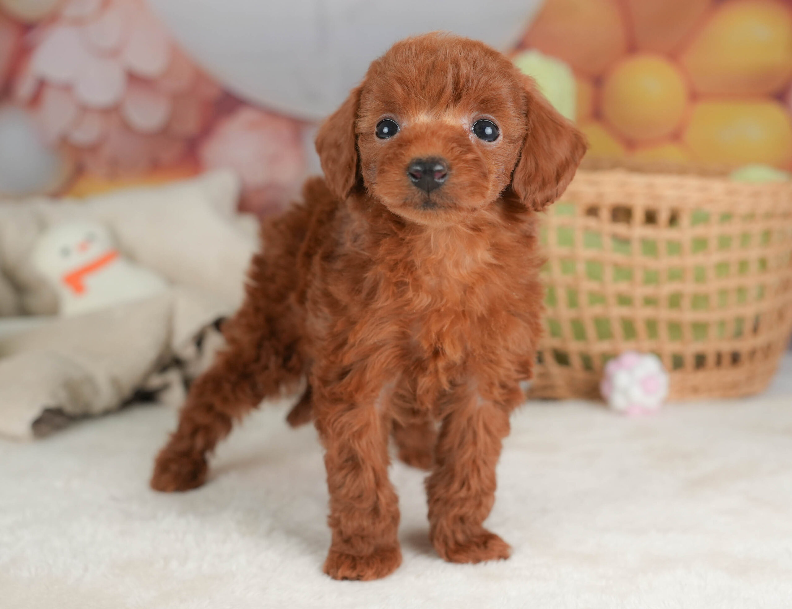 トイ・プードル | 女の子 | レッド | 2025年12月12日