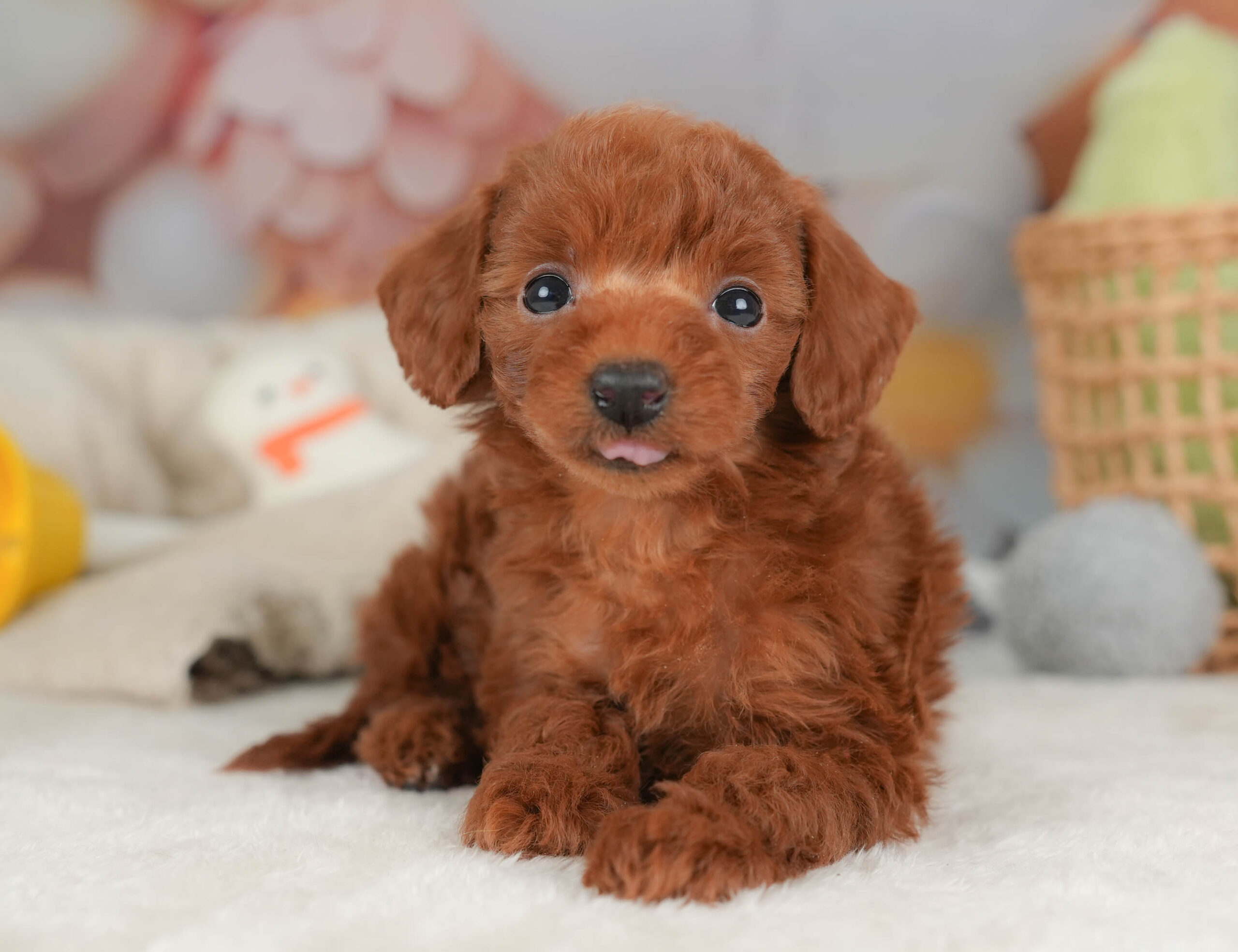 トイ・プードル | 女の子 | レッド | 2025年12月12日